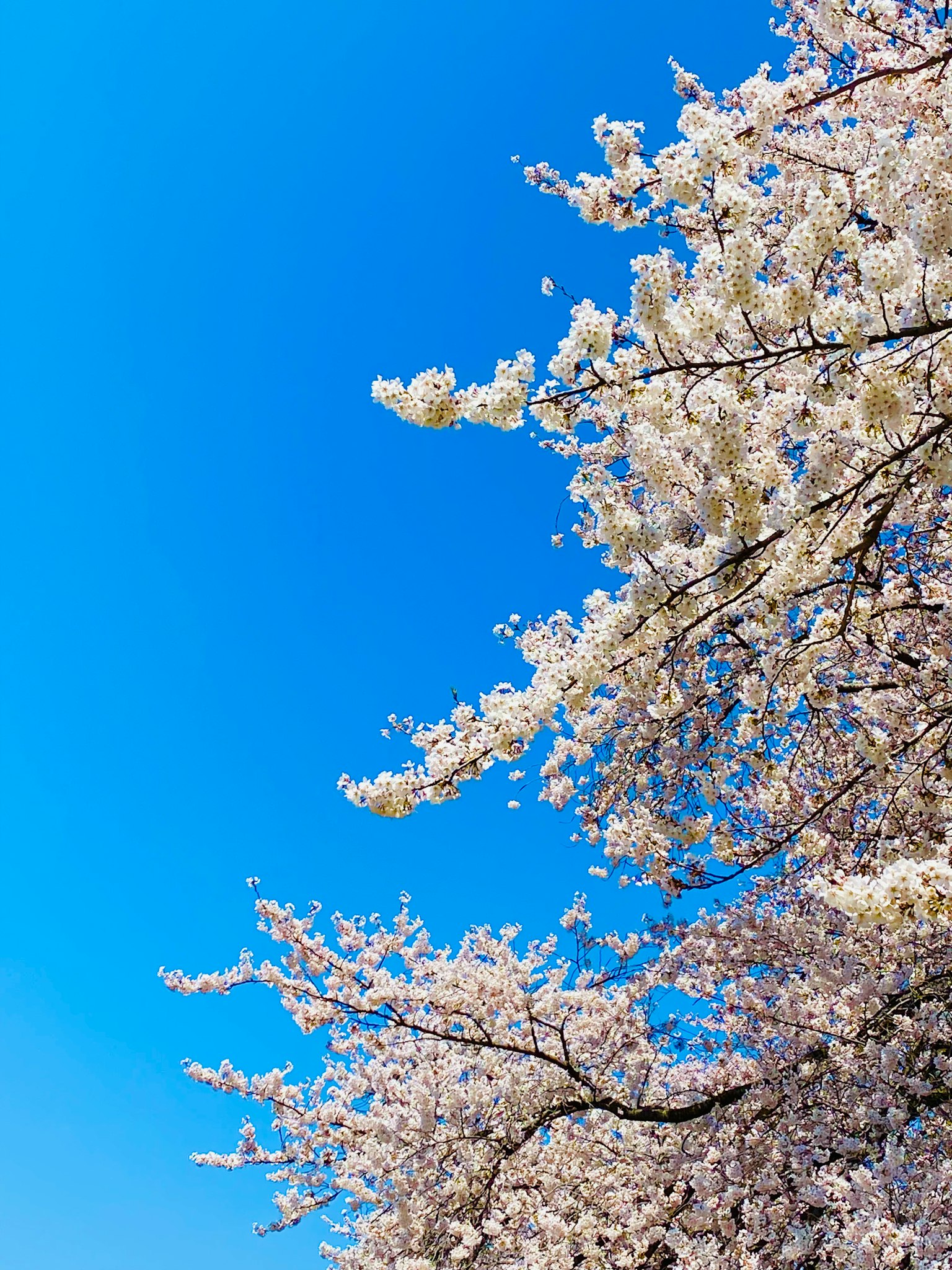 Flores de cerezo en plena floración bajo un cielo azul