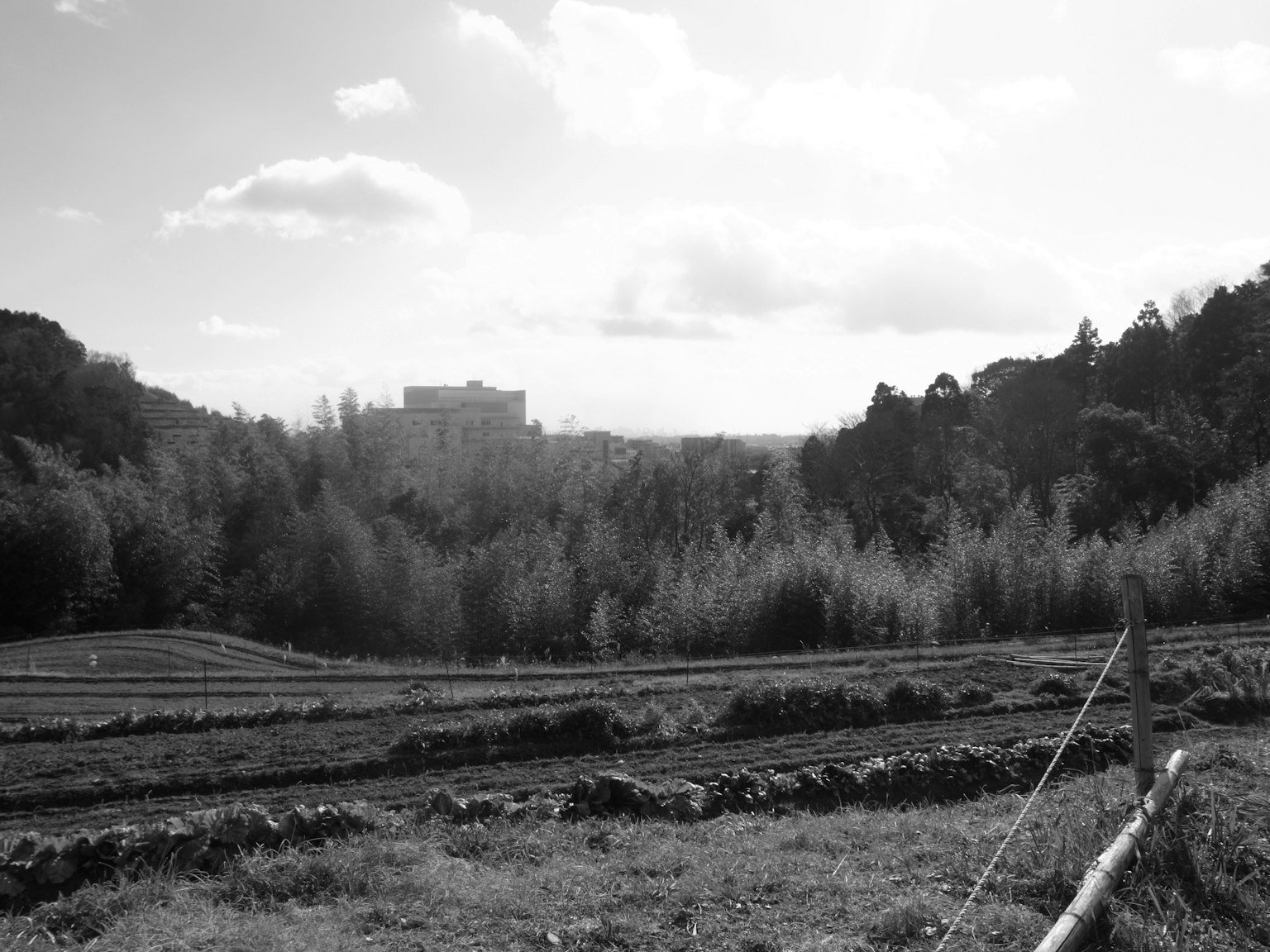 Schwarzweiß-Landschaftsfoto mit Teefeldern und Bäumen
