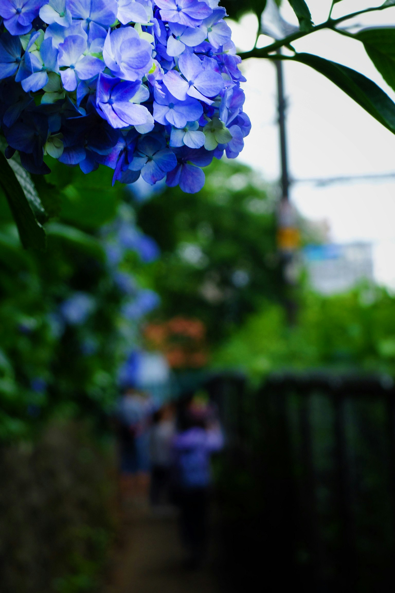 Bunga hydrangea biru dengan jalan setapak taman yang buram
