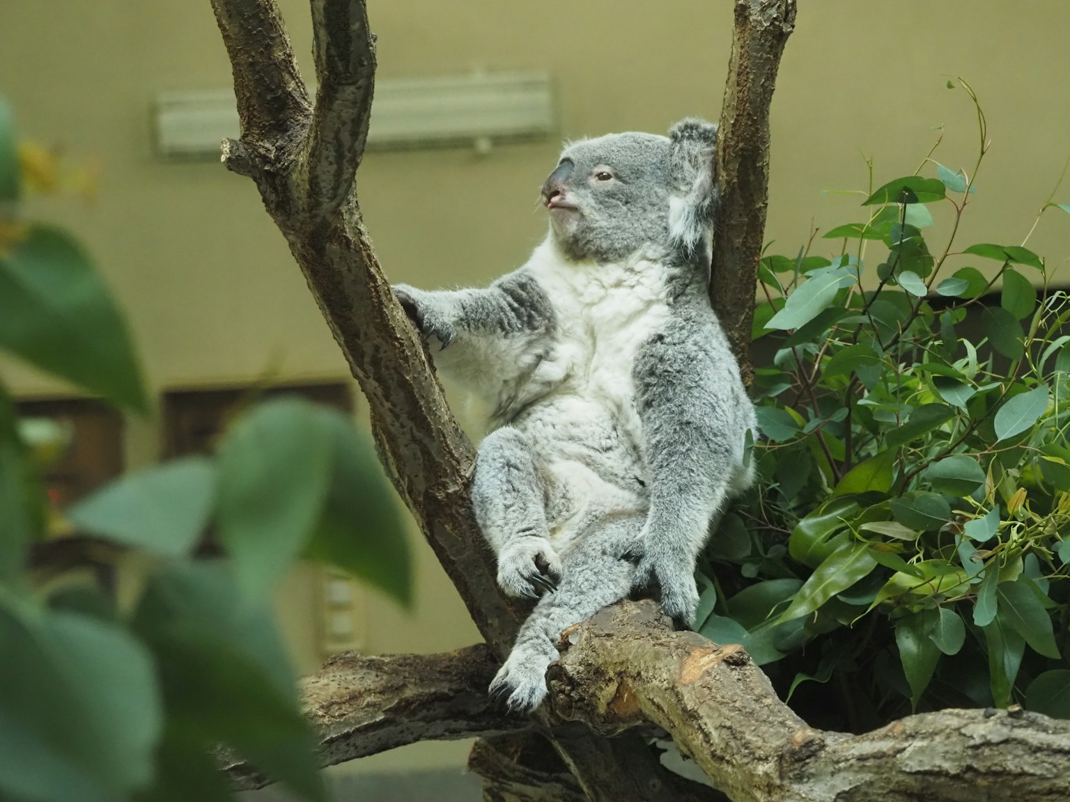 A relaxed koala sitting on a tree branch surrounded by green leaves