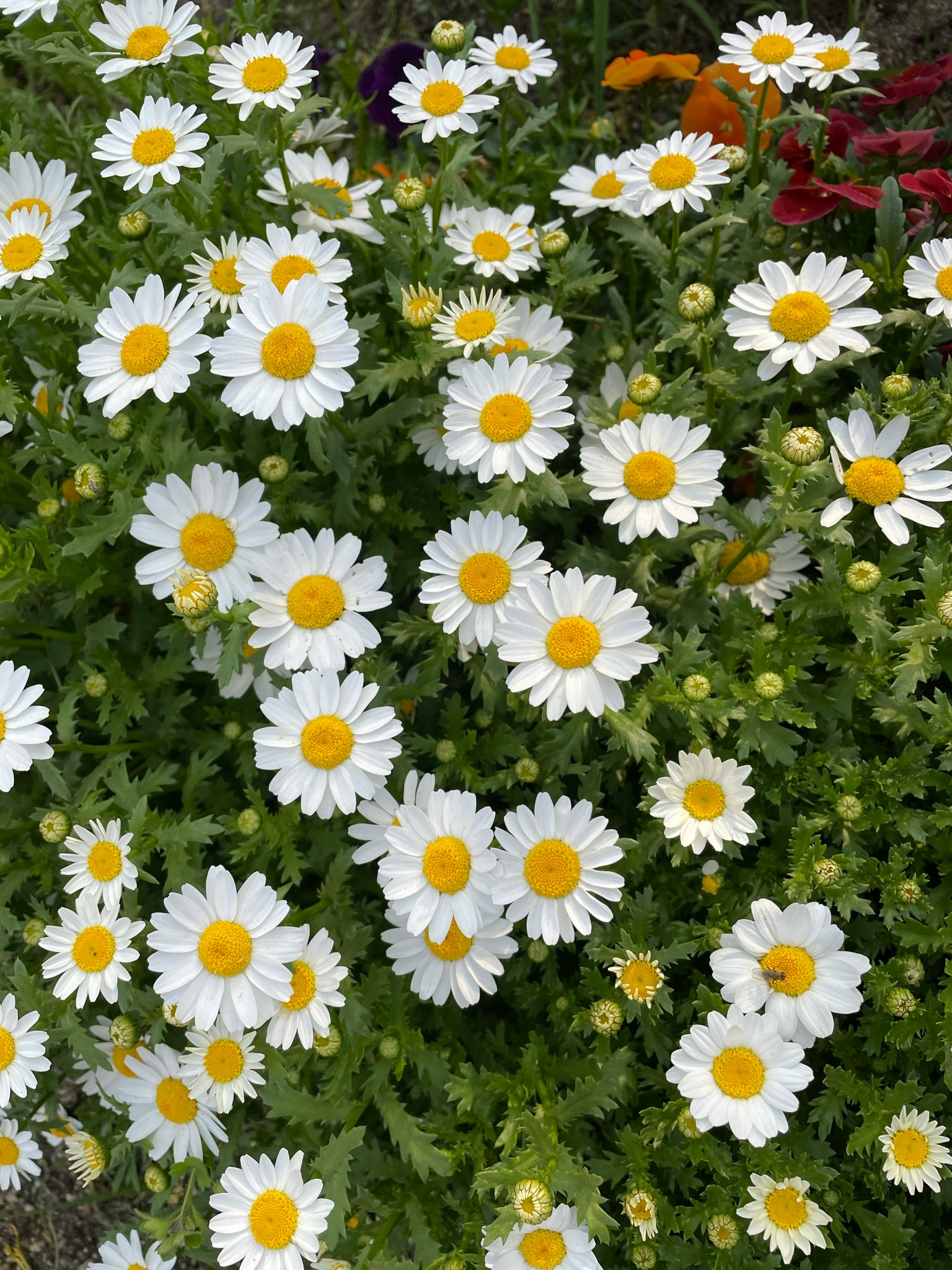 Cluster of daisies with white petals and yellow centers