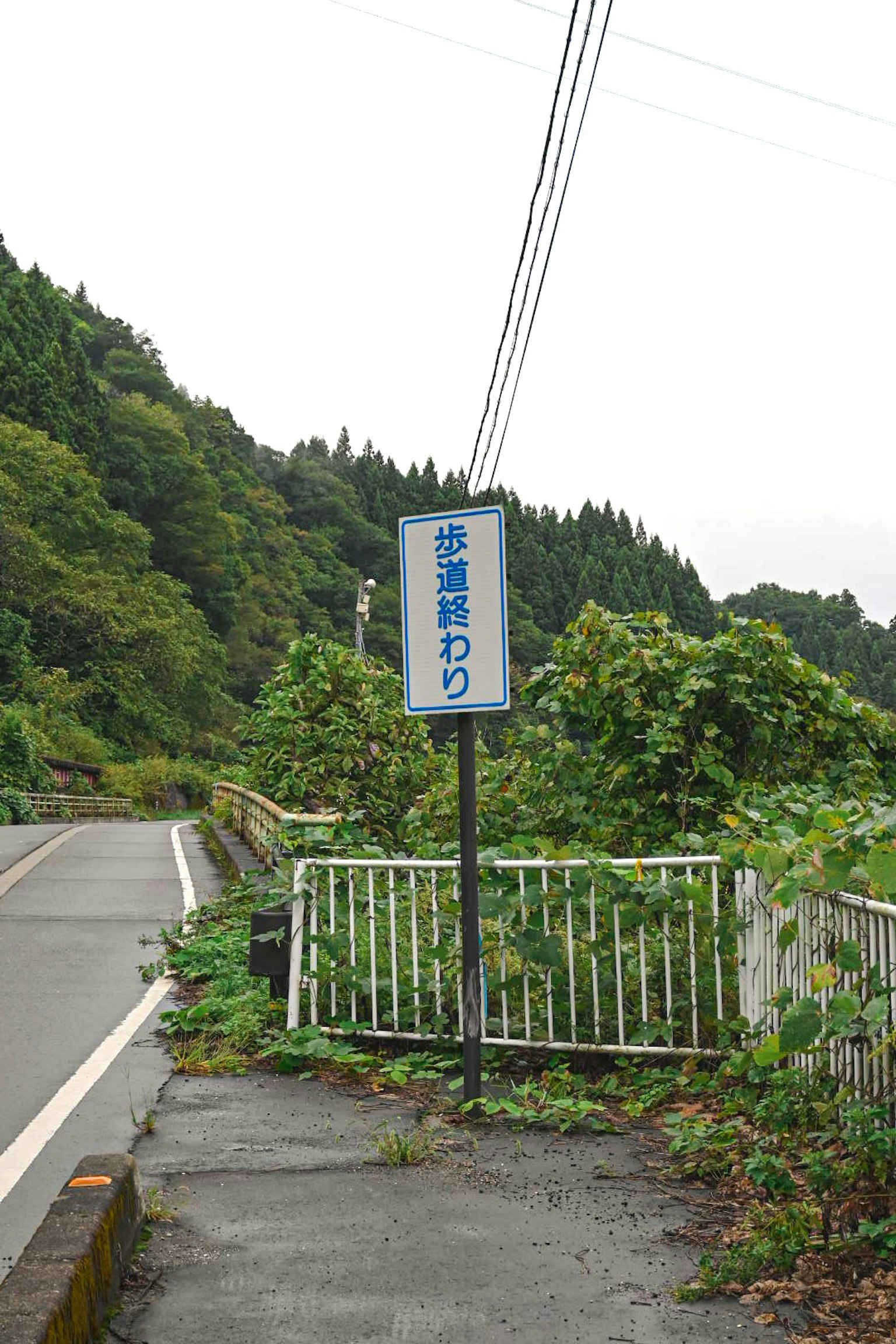 道路旁被植物环绕的公交车站标志