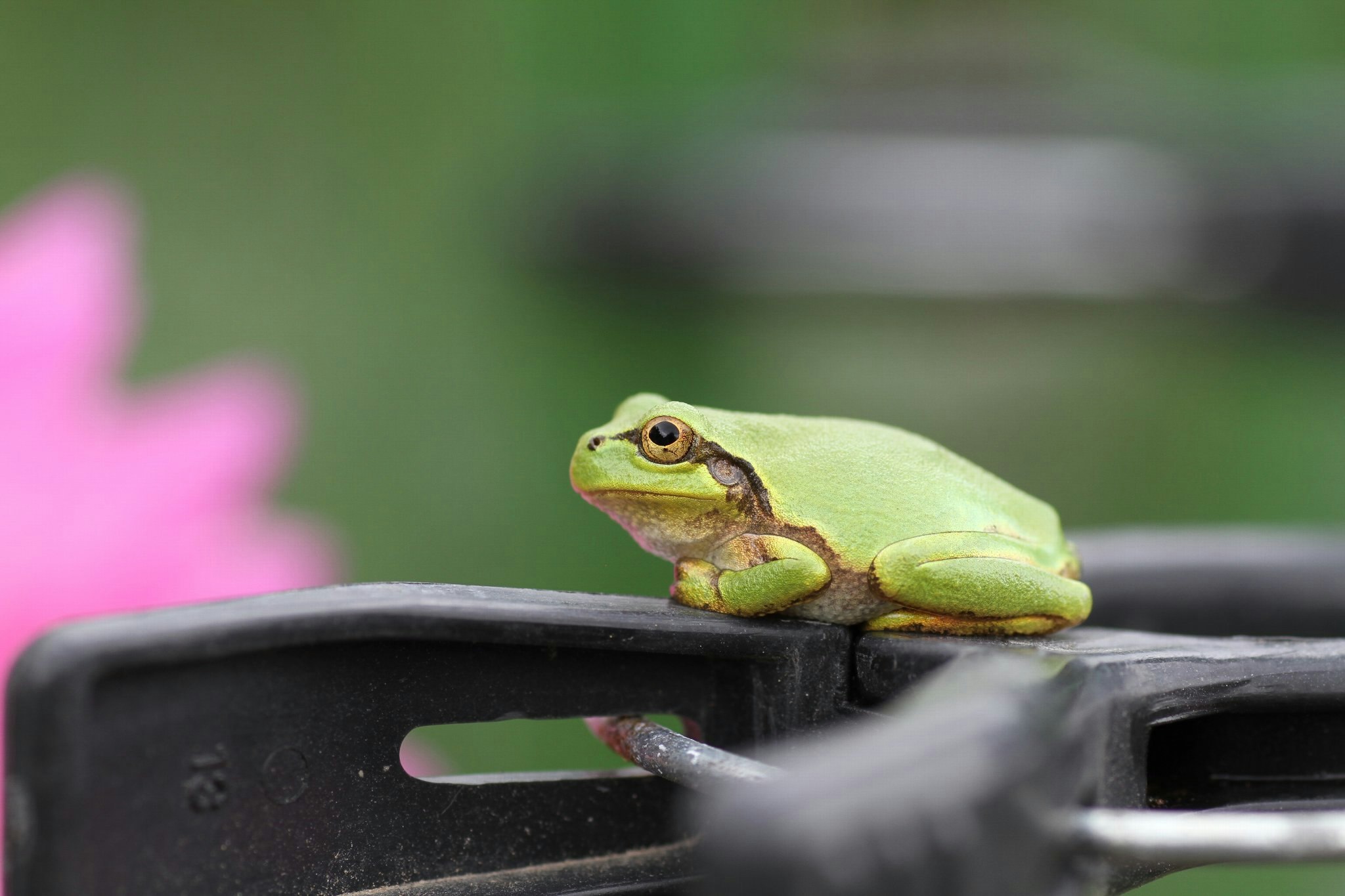 車の上にとまるアマガエル
