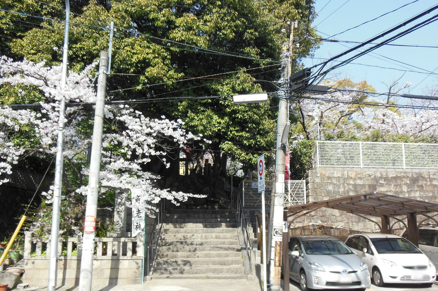 风景如画的樱花树和楼梯以及交错的电线