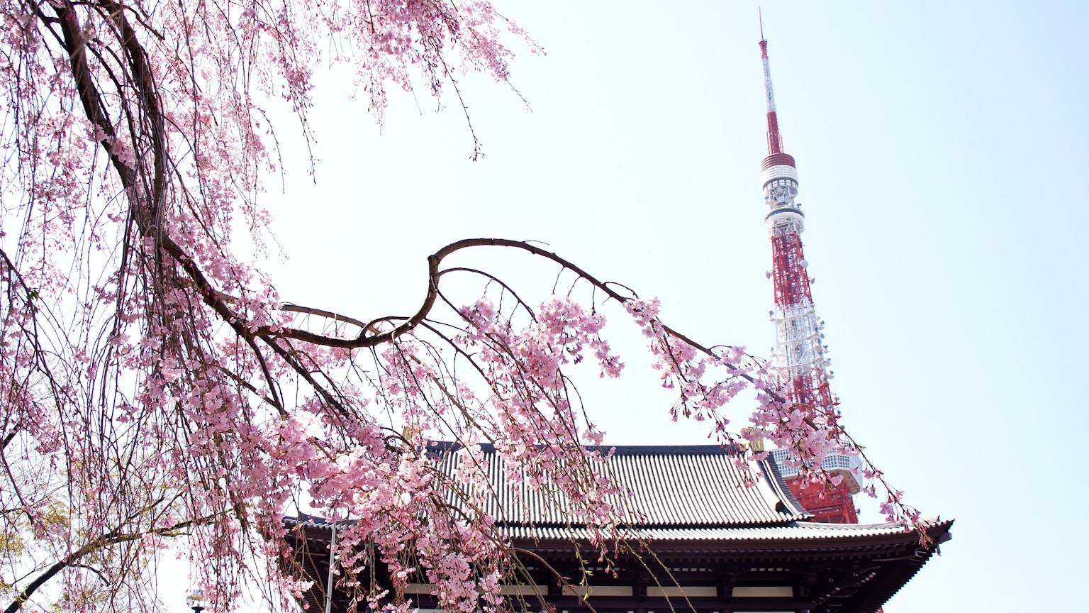 Vue de la Tour de Tokyo avec des cerisiers en fleurs