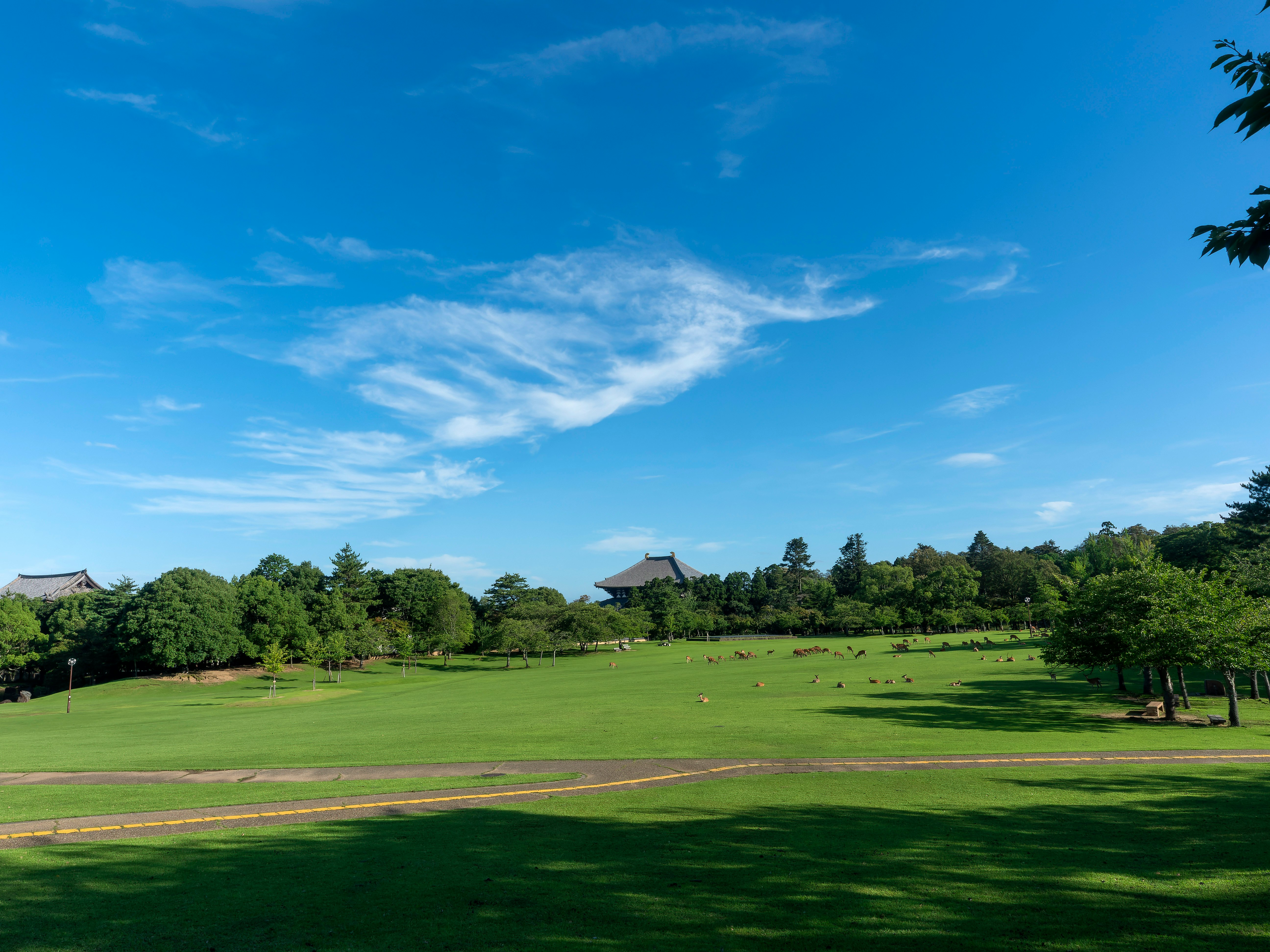 夏の奈良公園の青空の下で広がる芝生と新緑