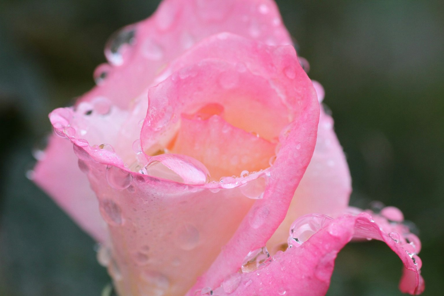 Una rosa rosa con gocce di rugiada sui petali delicati