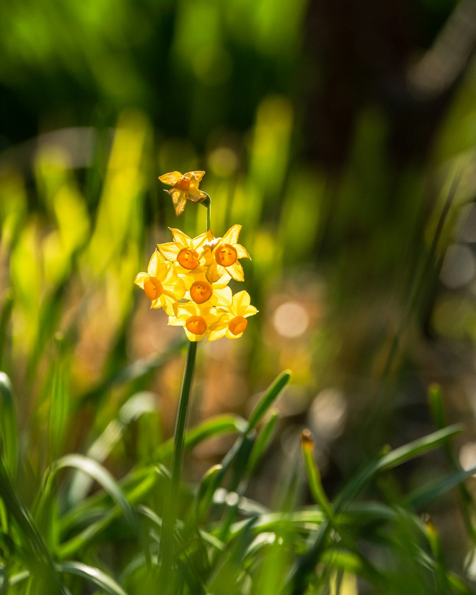 Bunga kuning cerah mekar di antara rumput hijau