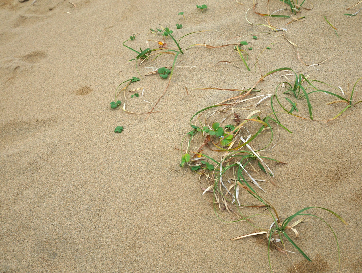 Grüne Gräser und kleine Pflanzen, die im Sand wachsen