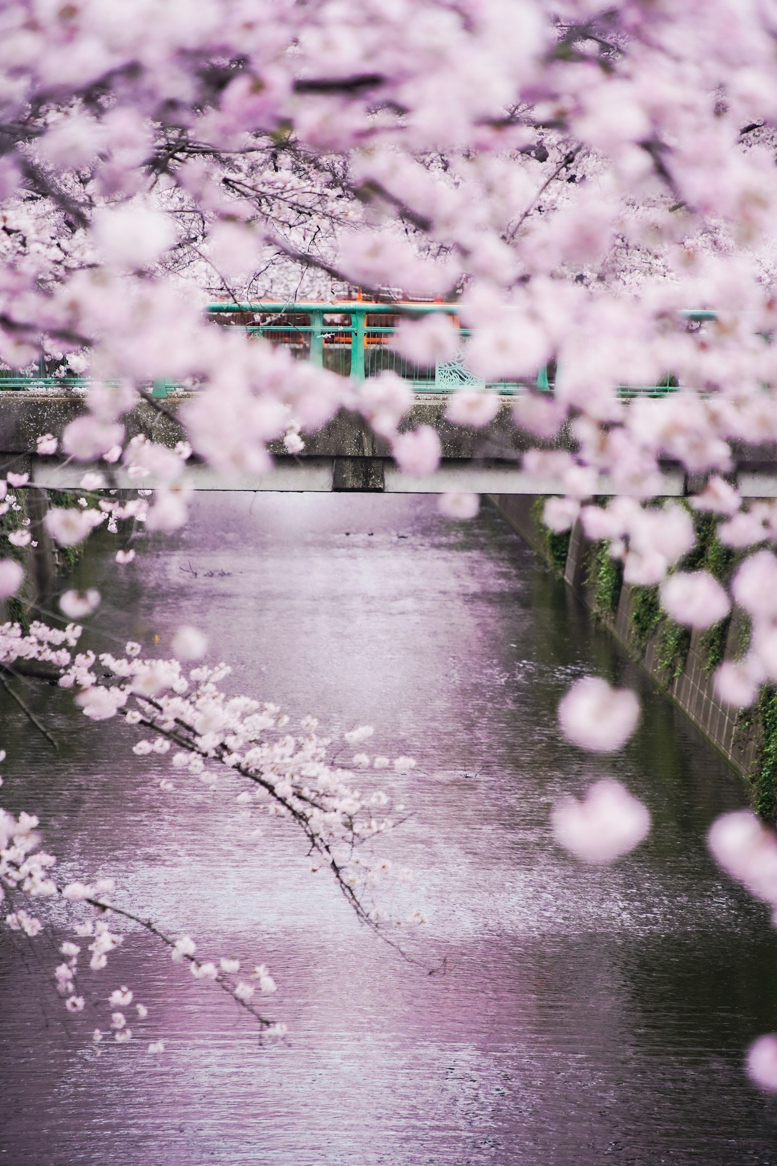 Pemandangan pohon sakura yang mekar di sepanjang sungai dengan jembatan di latar belakang