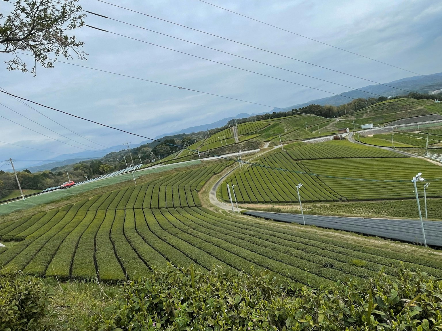 Lanskap perkebunan teh yang luas di bawah langit biru