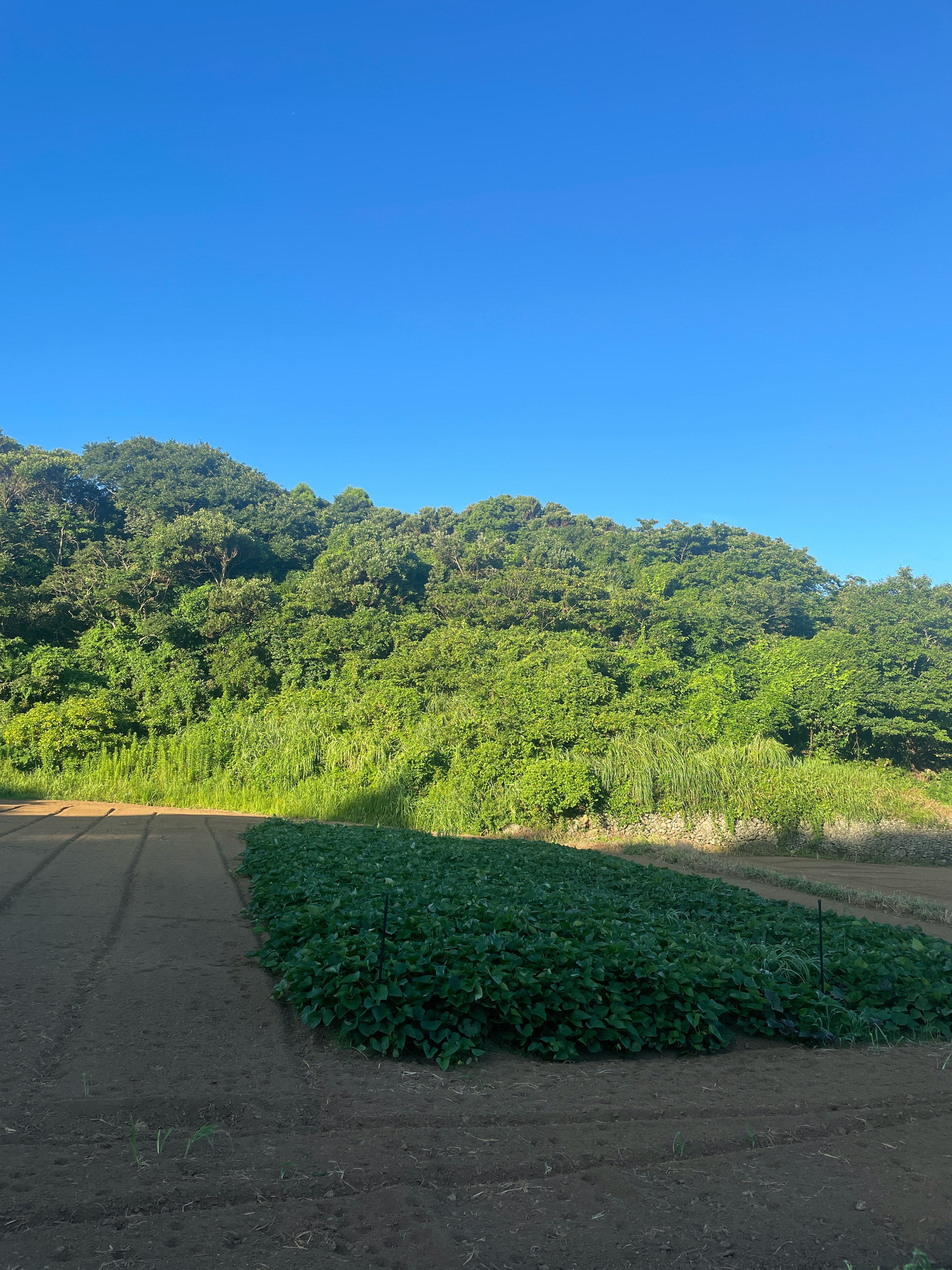 青空の下の緑の丘と畑の風景
