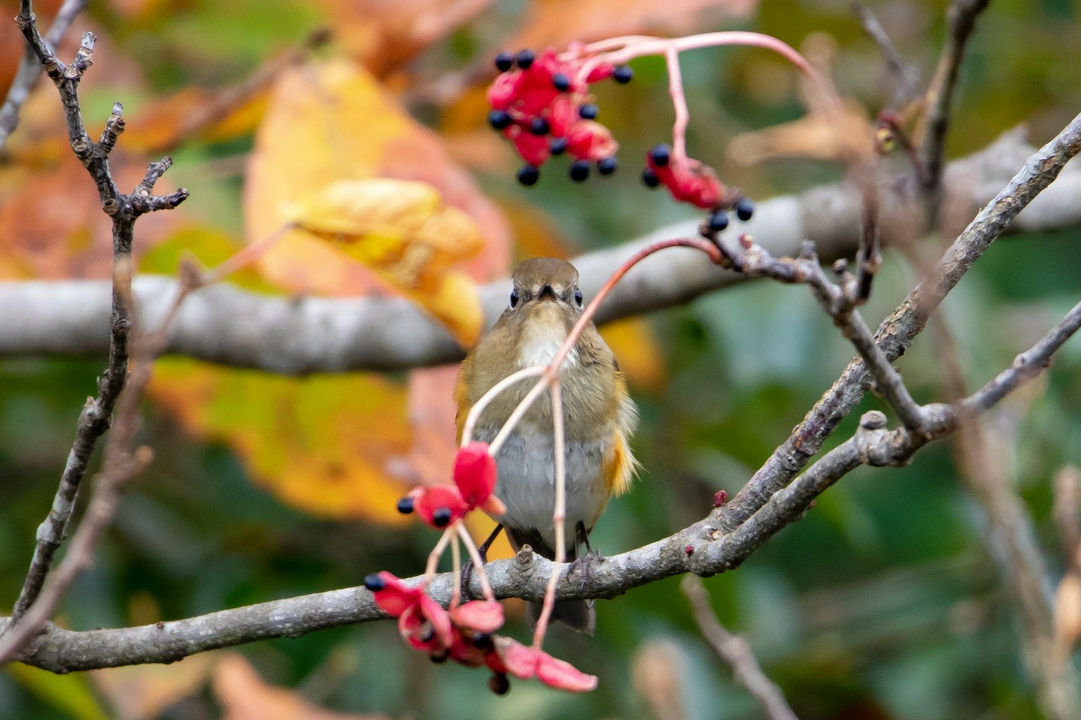 A small bird perched on a branch with red berries and autumn leaves