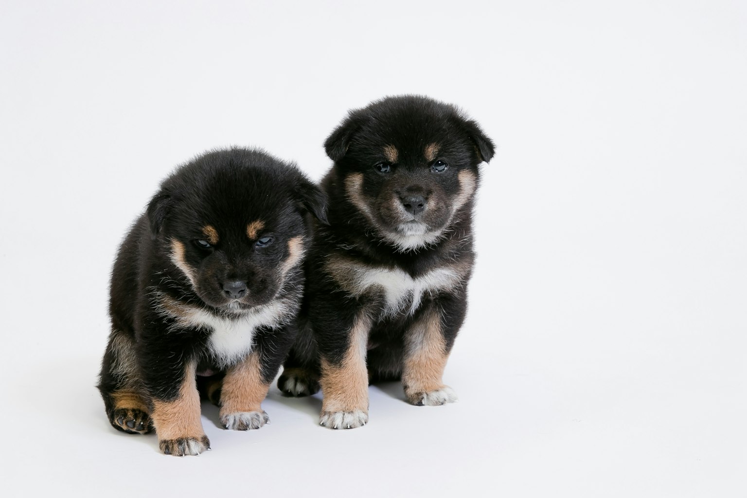Two black puppies standing in front of a white background