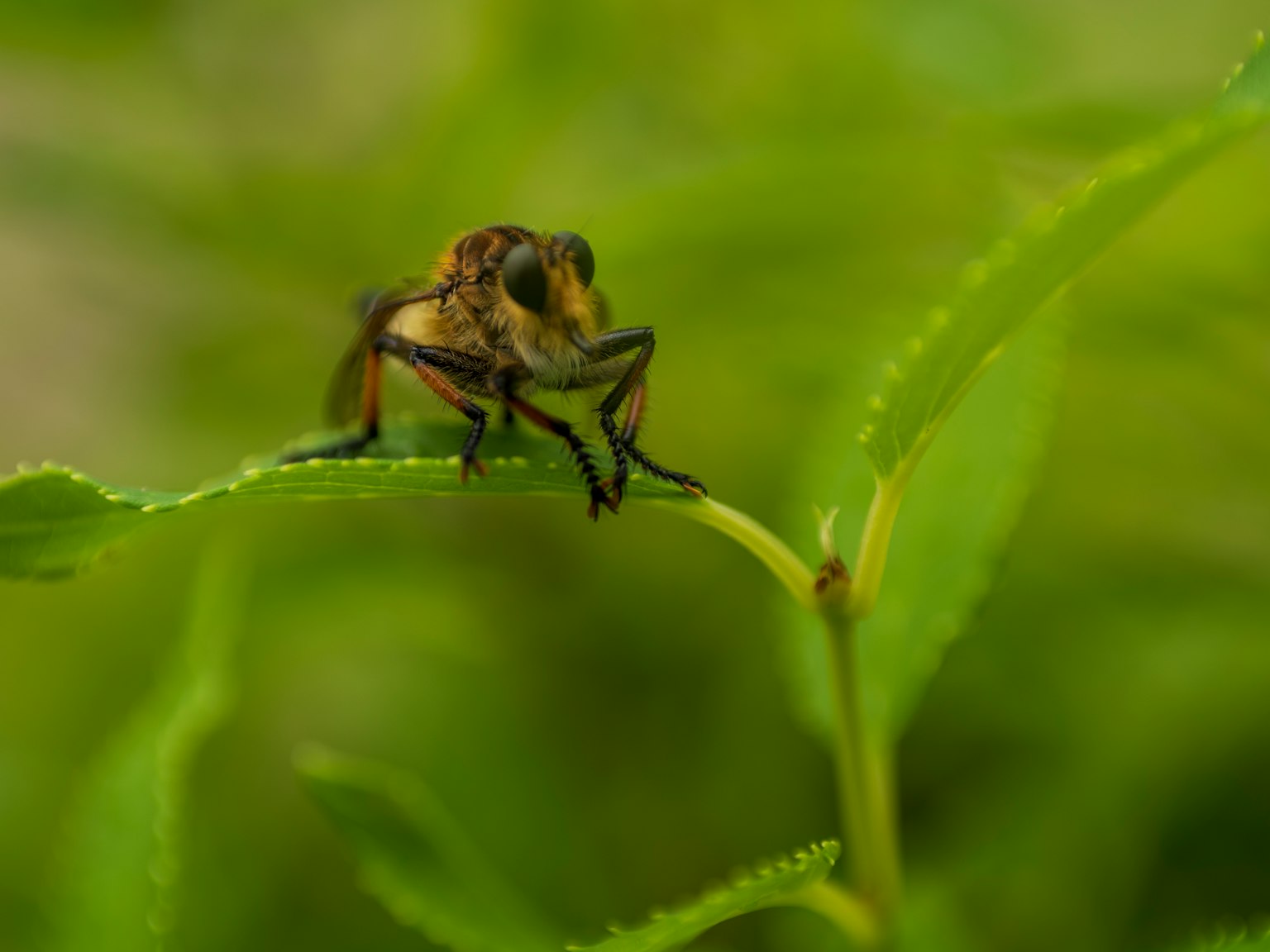 Close-up photo of an insect on green leaves