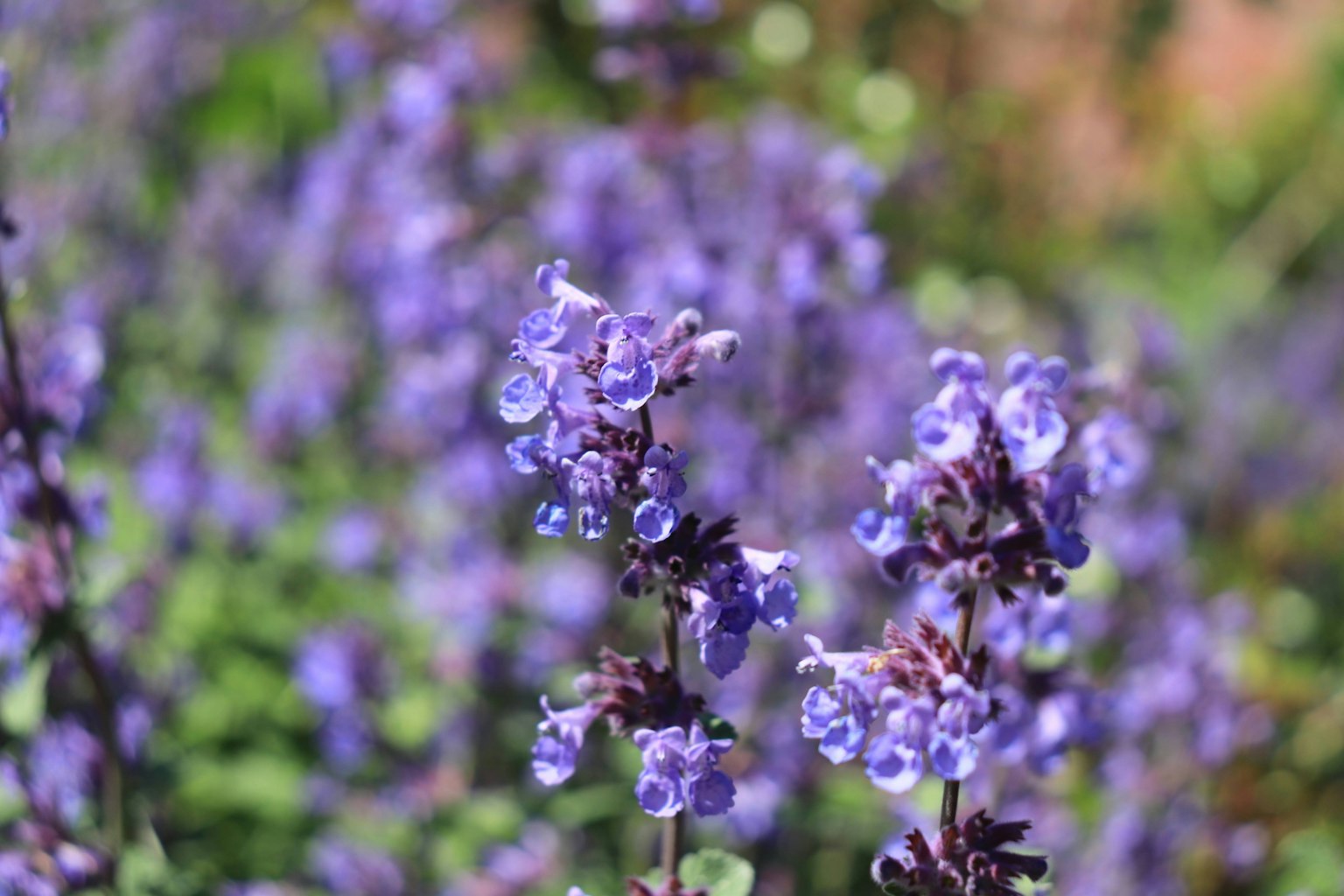 Cận cảnh hoa màu tím đang nở với nền mờ