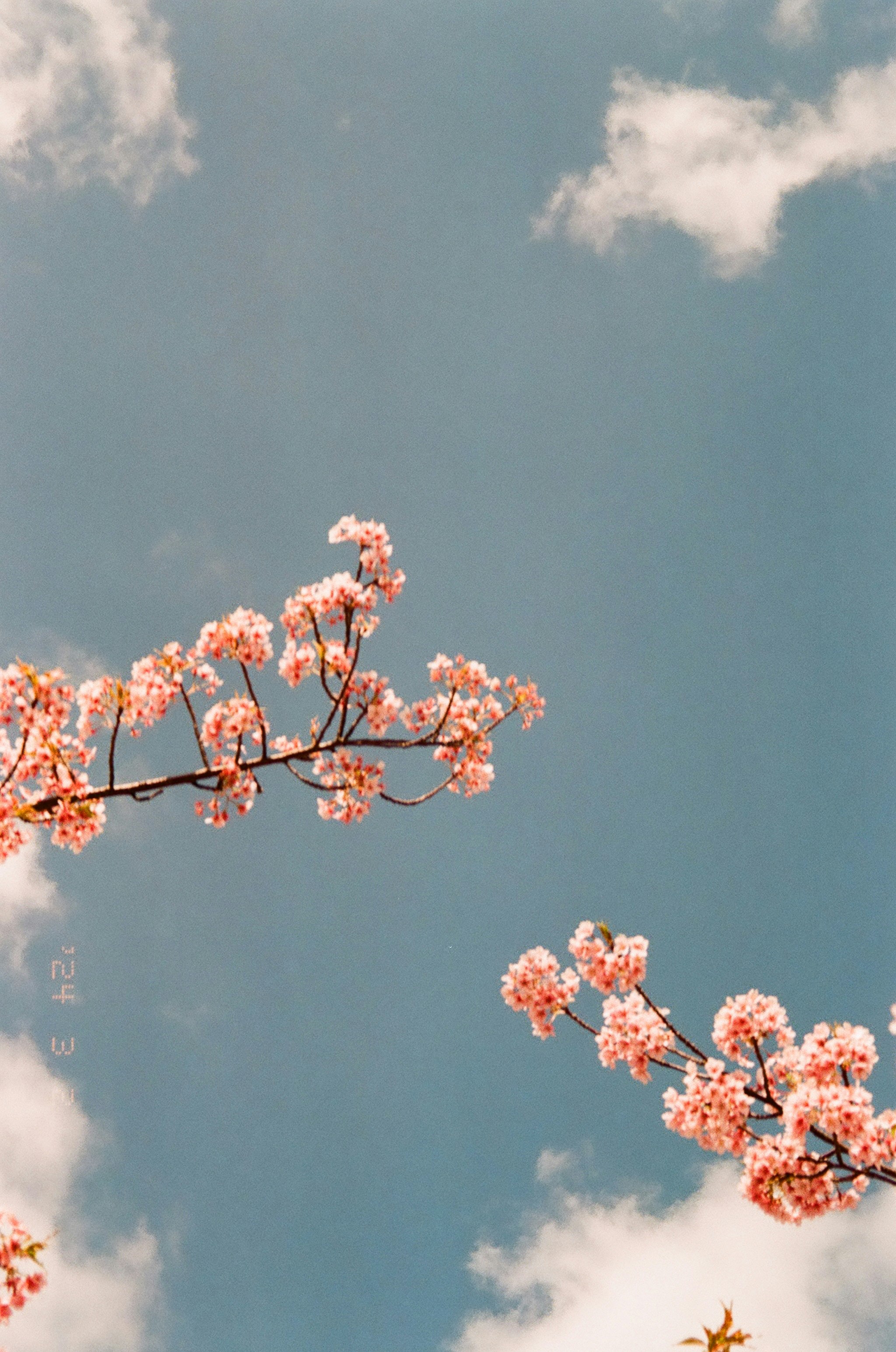 青空に映える桜の花枝