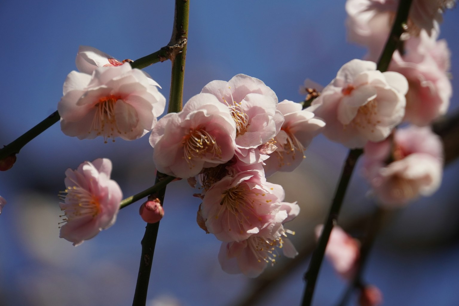 Nahaufnahme von Kirschblüten an einem Zweig vor blauem Himmel