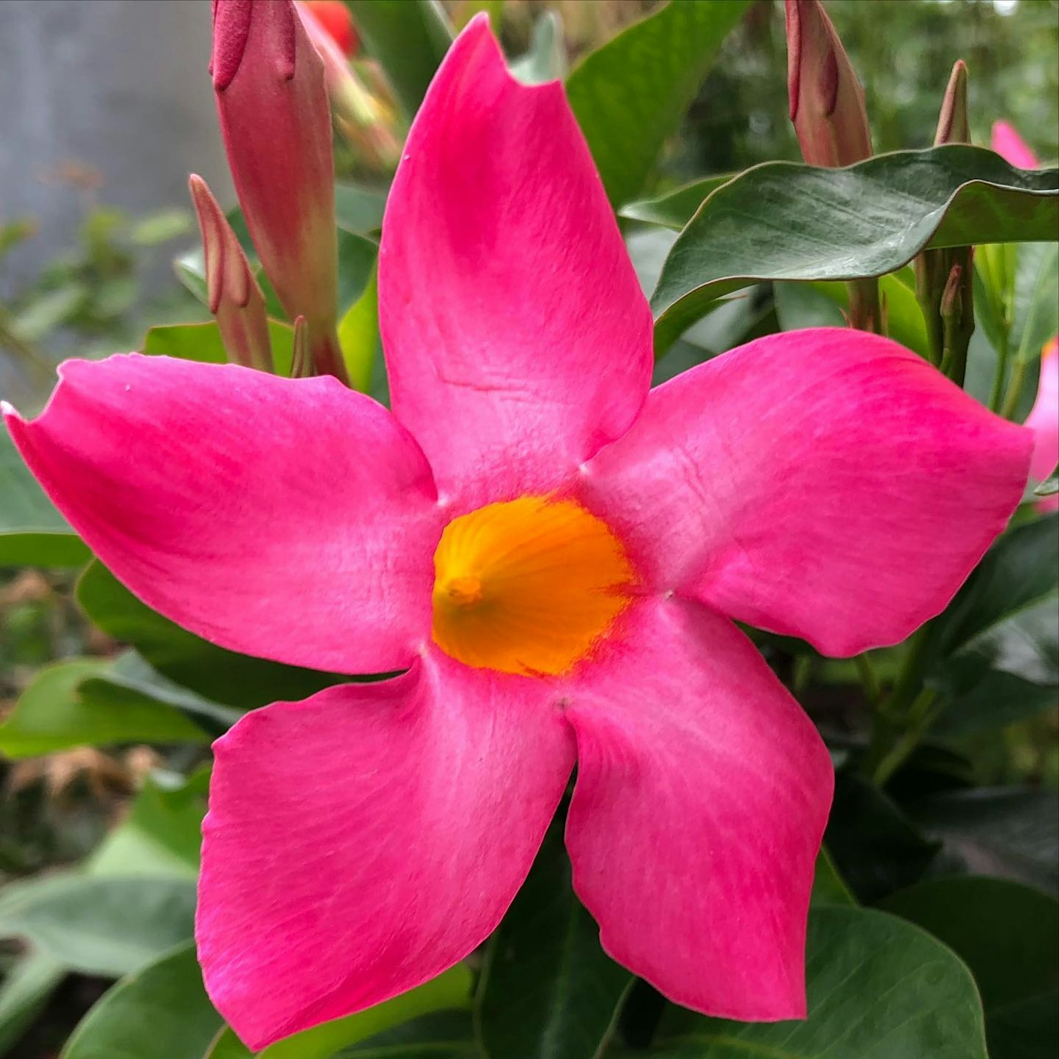 Fleur rose vif avec des pétales et un centre jaune
