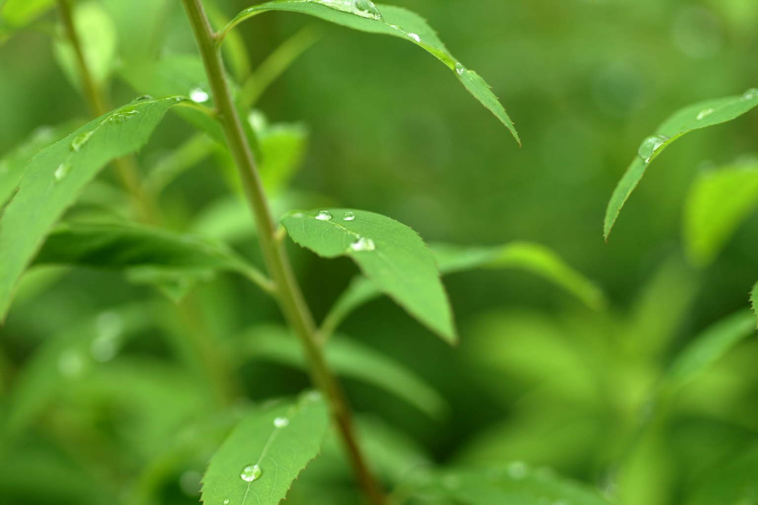 Image en gros plan de feuilles vertes avec des gouttes d'eau