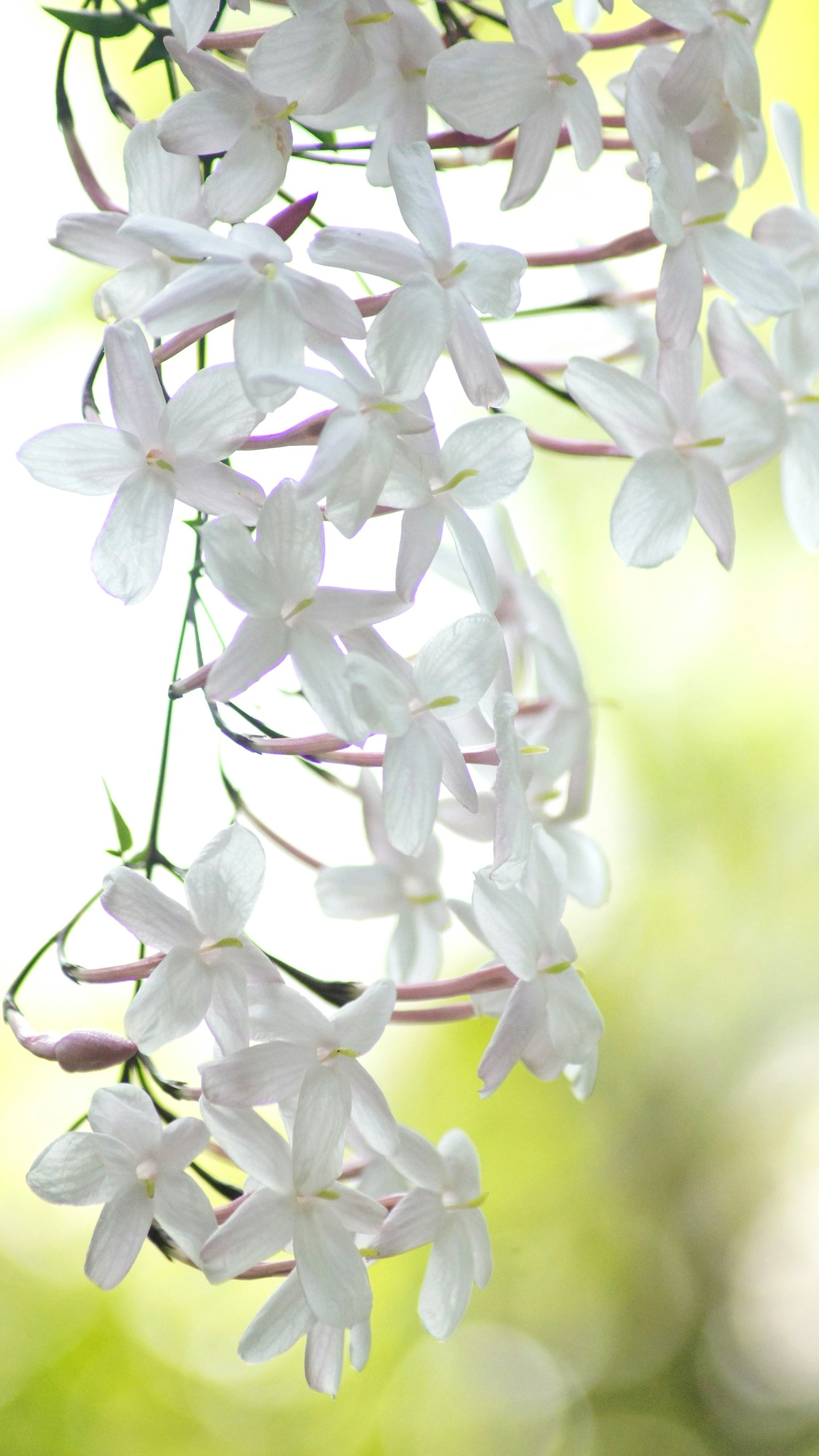 白い花が優雅に垂れ下がっている美しい風景