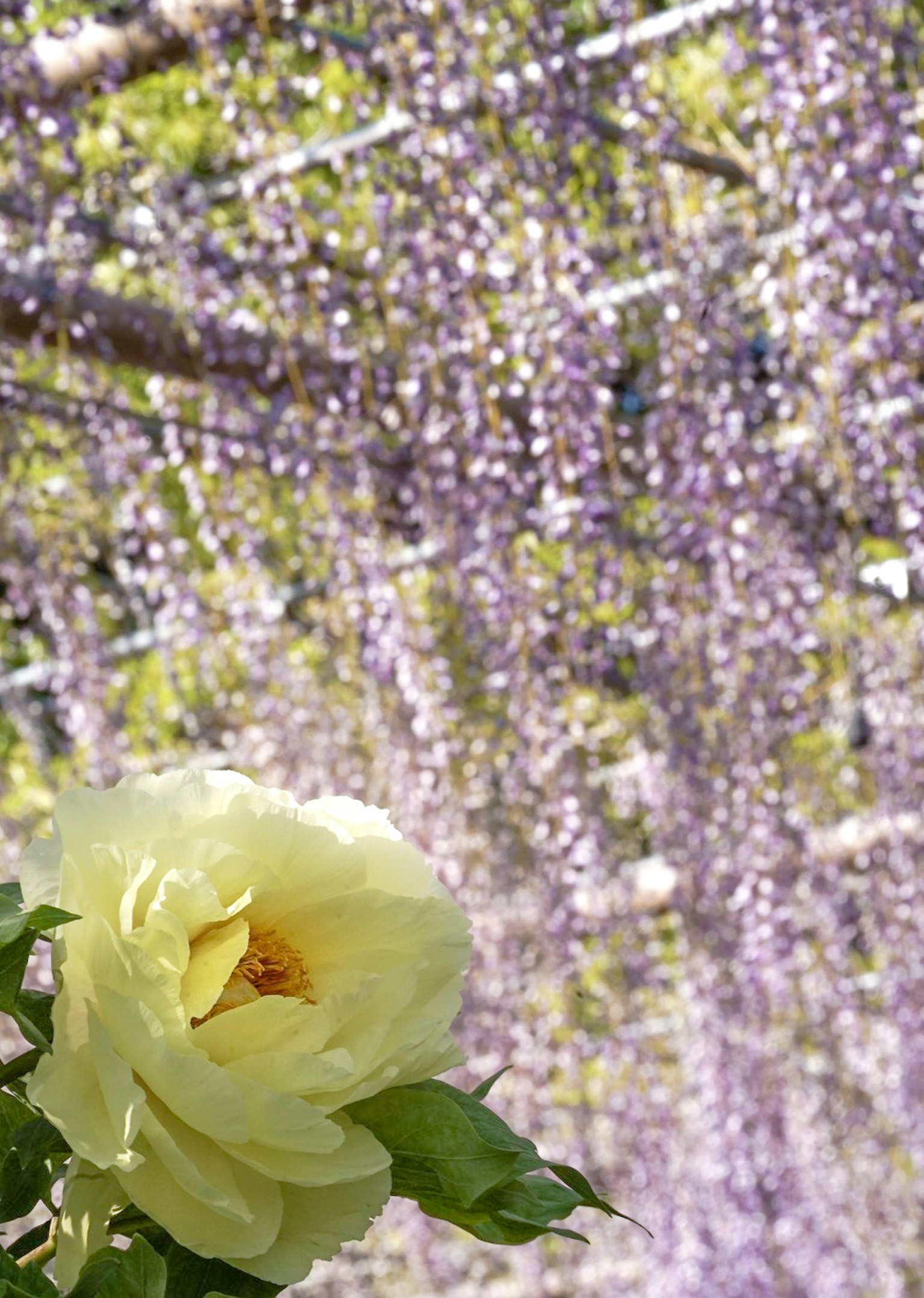 Rosa gialla in primo piano con glicine viola sullo sfondo
