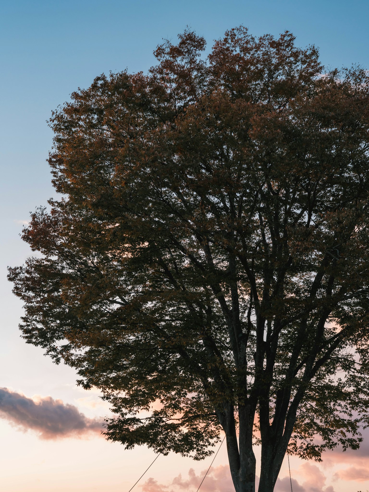 photo-5oVlOf9MMI5wXLogoHDU-image