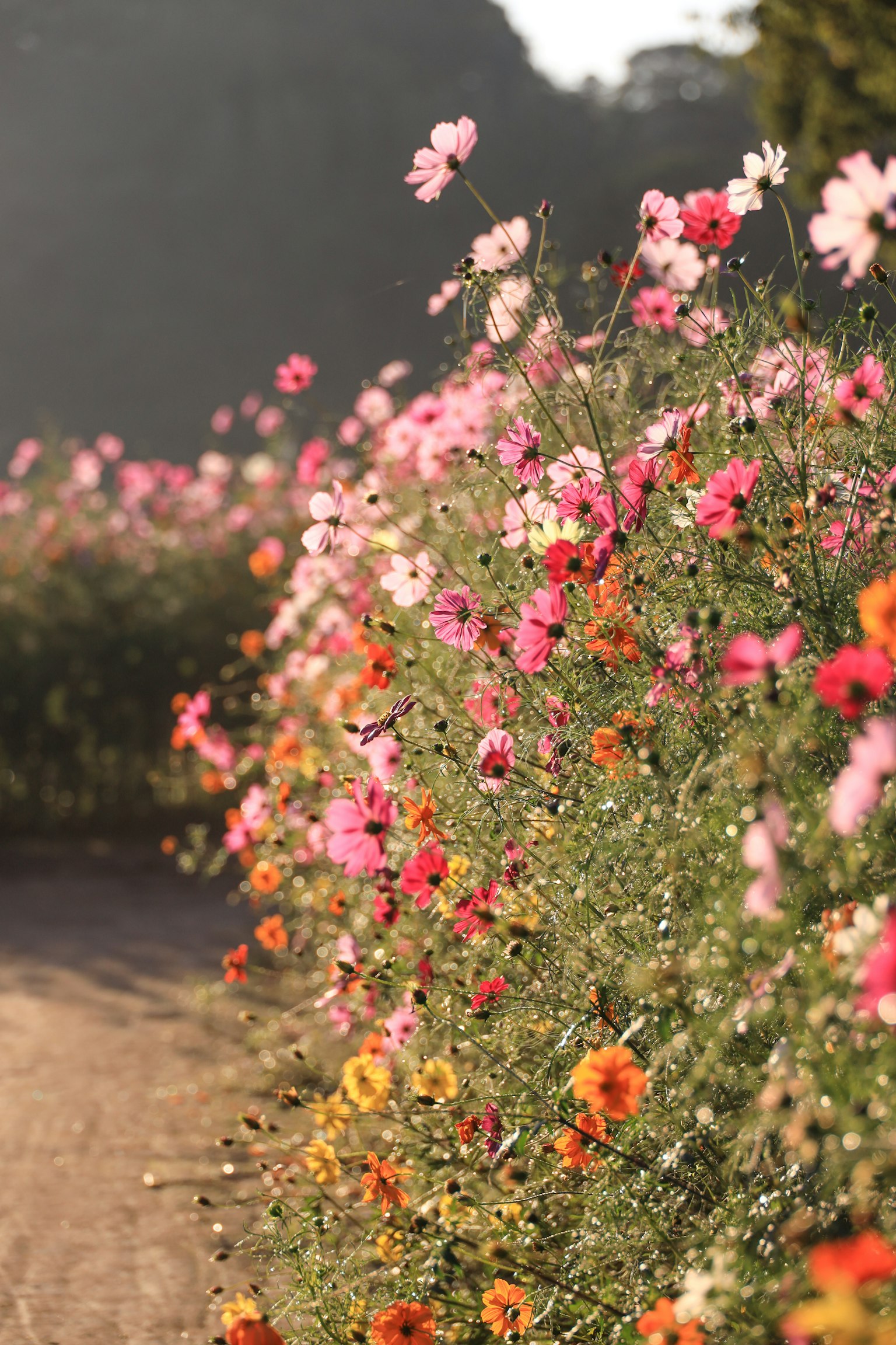 Fleurs colorées fleurissant le long d'un chemin