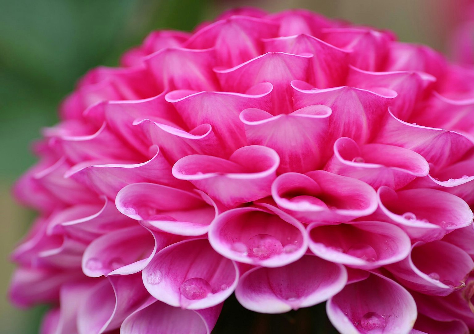 Primo piano di un bellissimo fiore di dalia rosa con petali sovrapposti