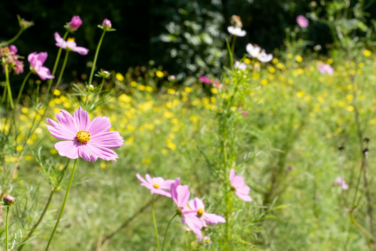 Un pré vibrant rempli de fleurs roses et jaunes en fleurs