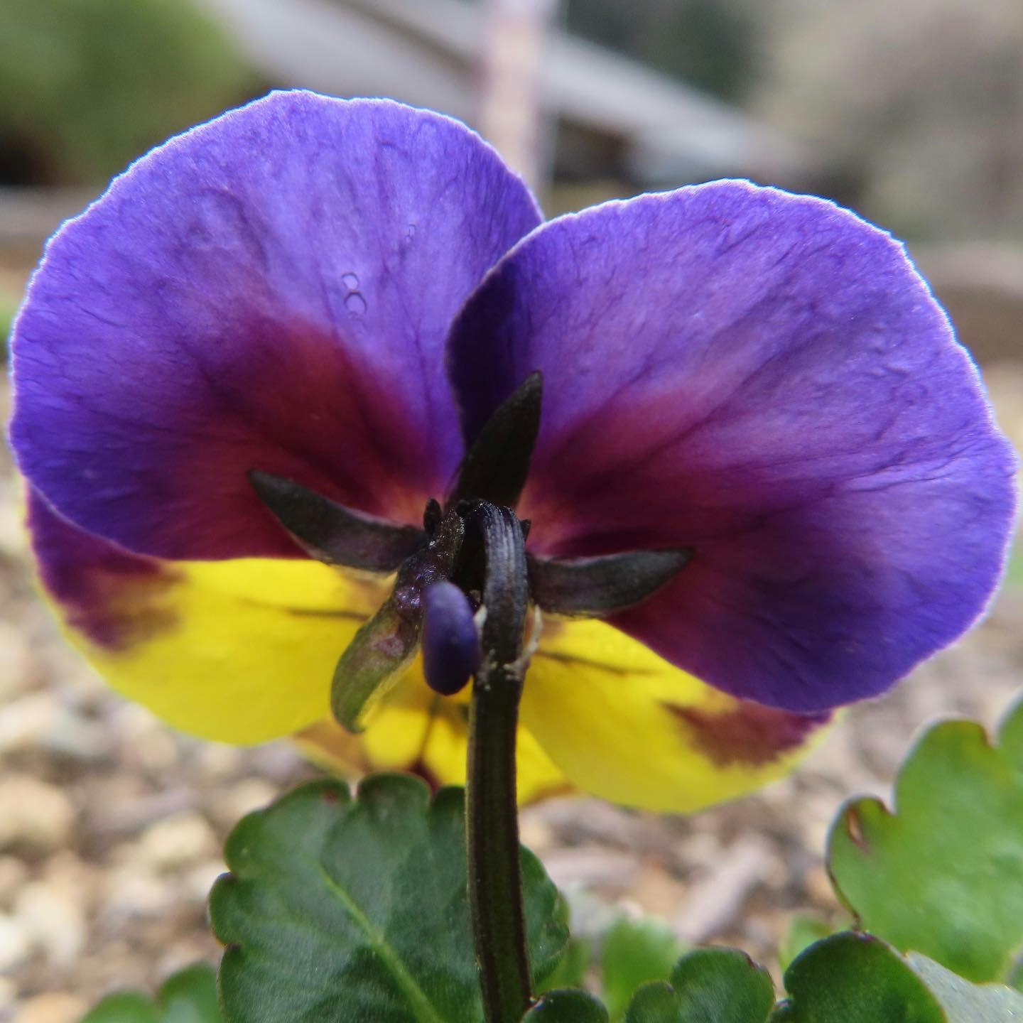 Close-up bunga pansy ungu dan kuning