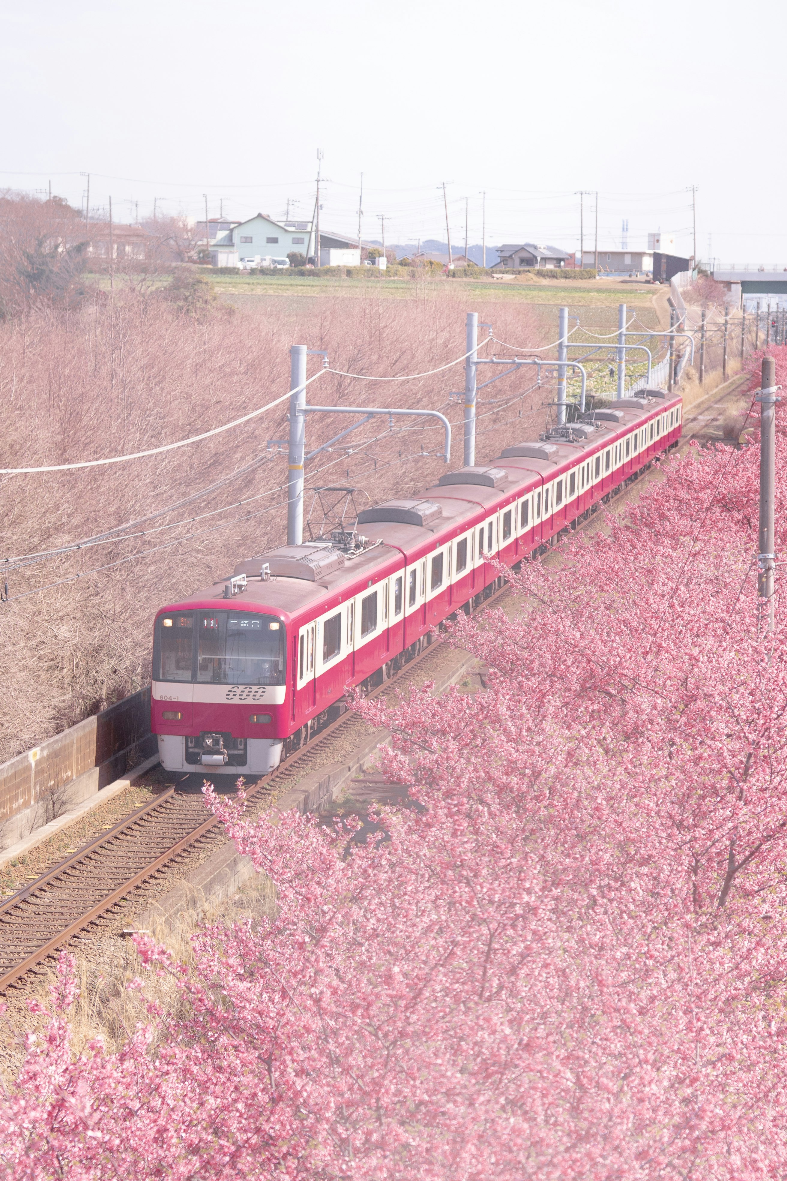 粉色花海中行駛的紅色列車