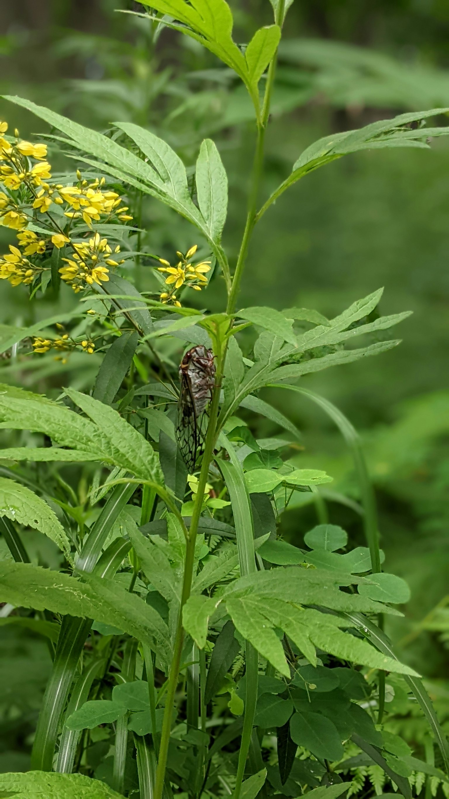 Cicada perched among green leaves and yellow flowers