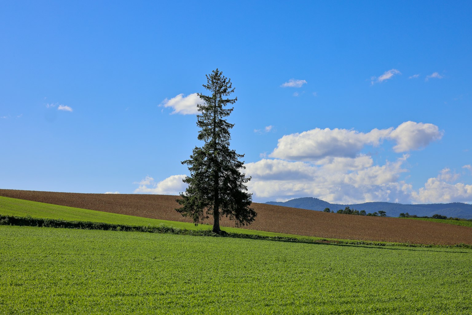 Un arbre solitaire se tenant sur une pelouse verte sous un ciel bleu avec des nuages