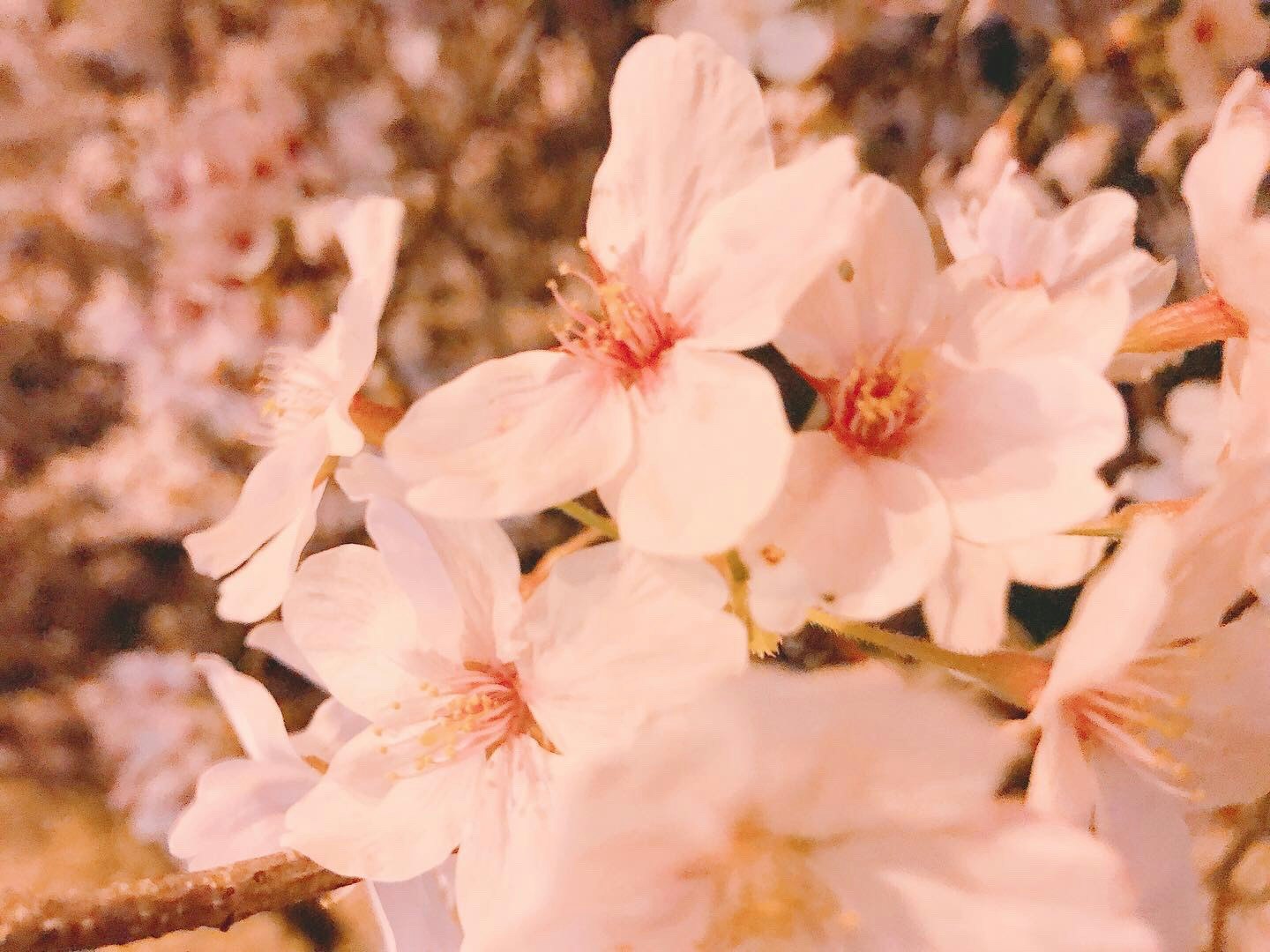 桜の花びらが密に咲く春の花のクローズアップ