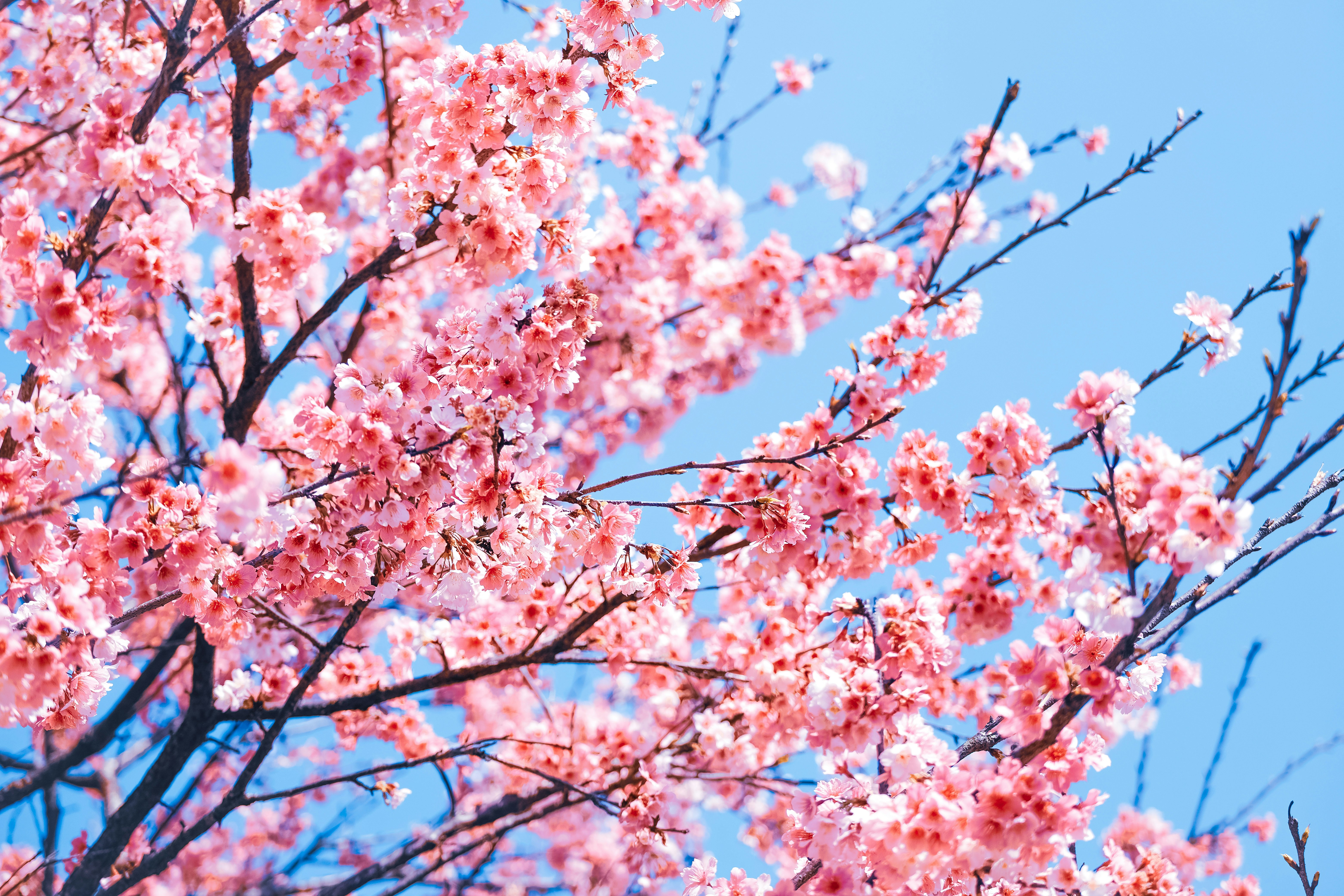 青空に映える桜の花が咲く枝