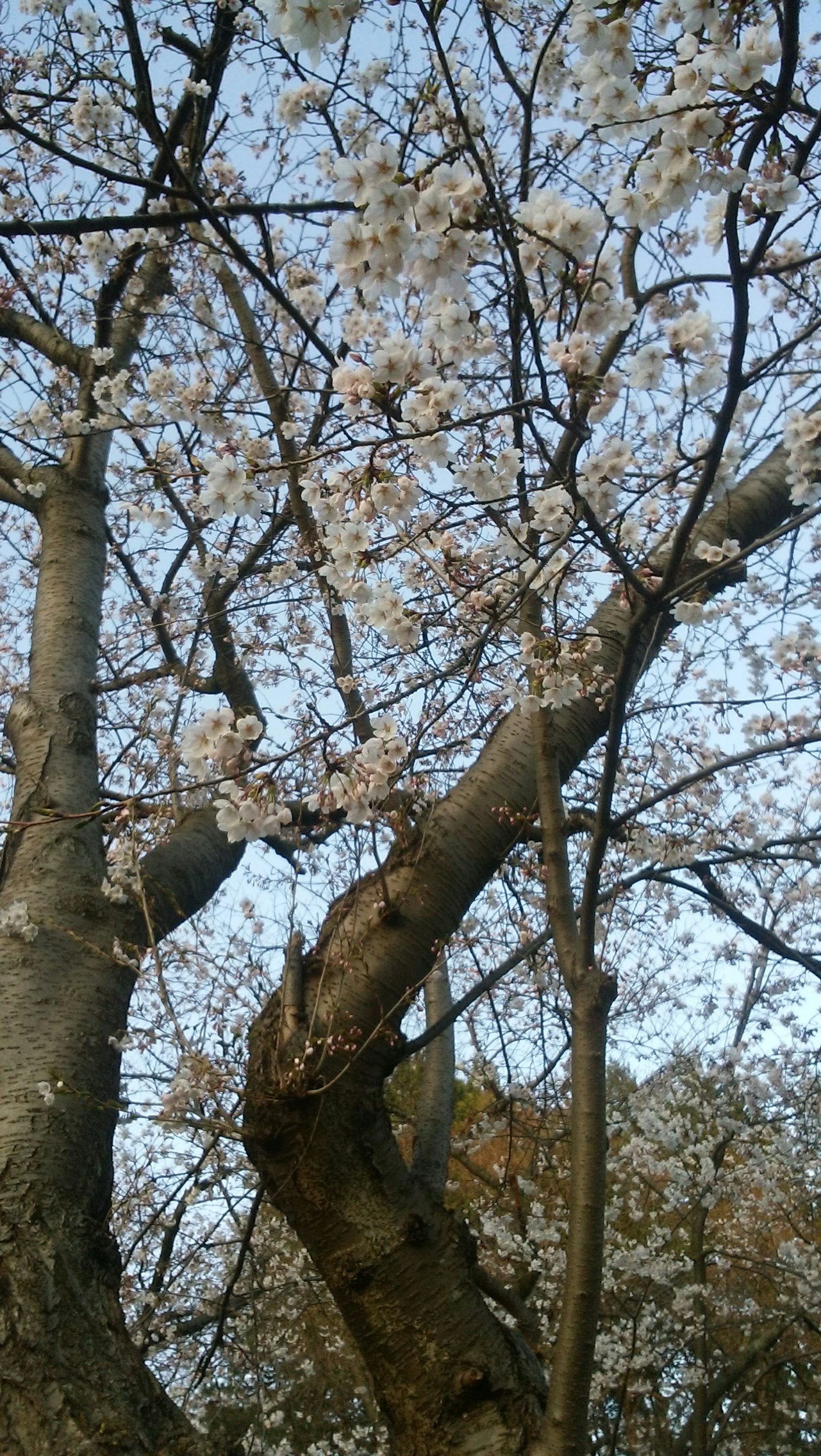 Cherry blossom tree branches with flowers against a blue sky