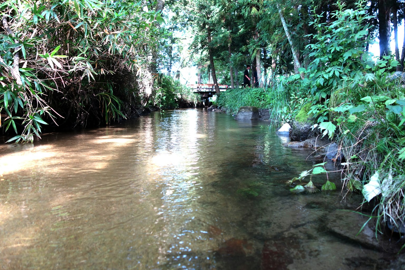 A serene stream surrounded by lush greenery and trees