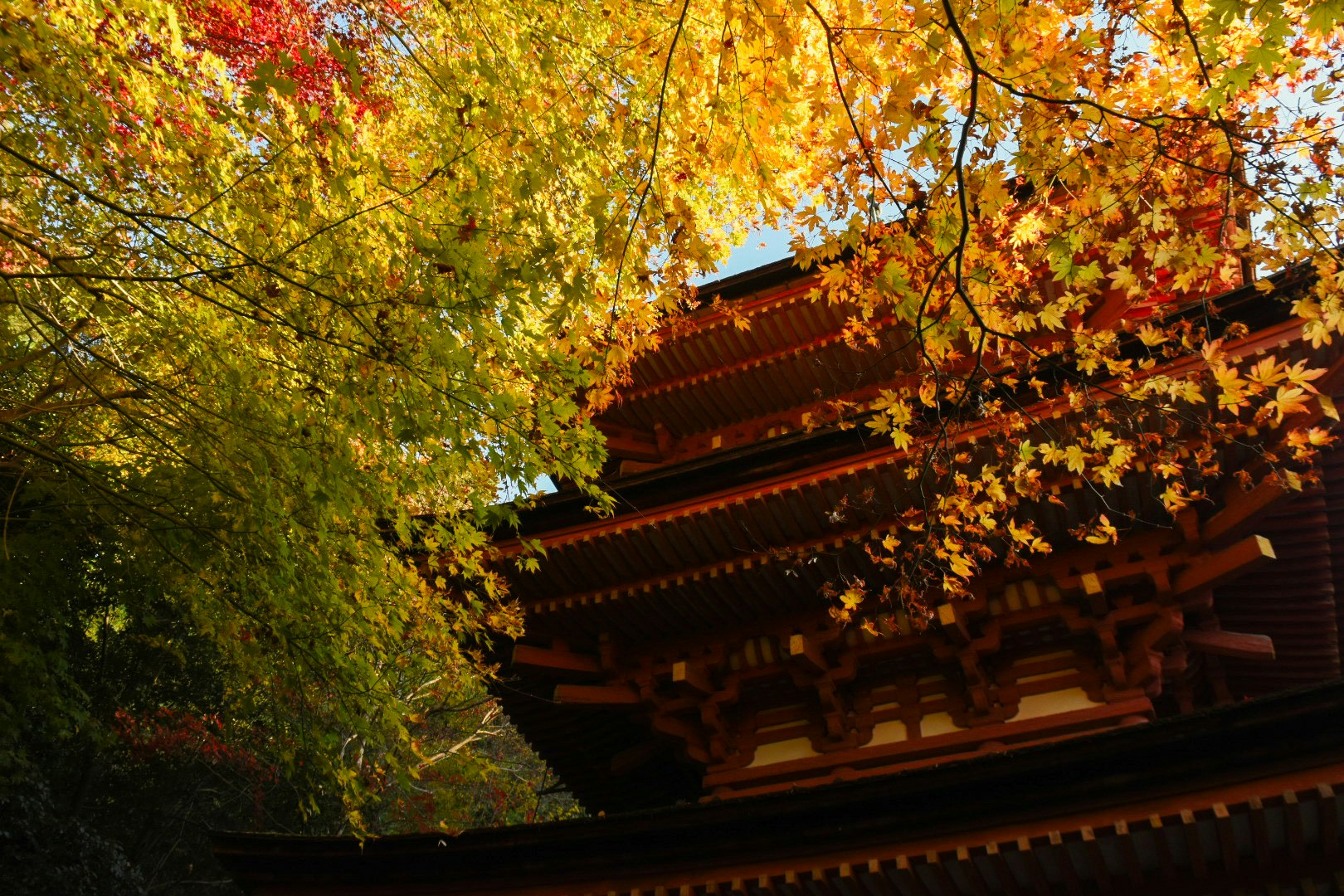 色づく紅葉と寺院の屋根が重なる秋の景色