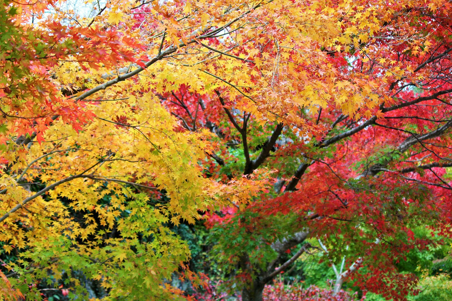 Vista panoramica di foglie autunnali vibranti con colori vivaci
