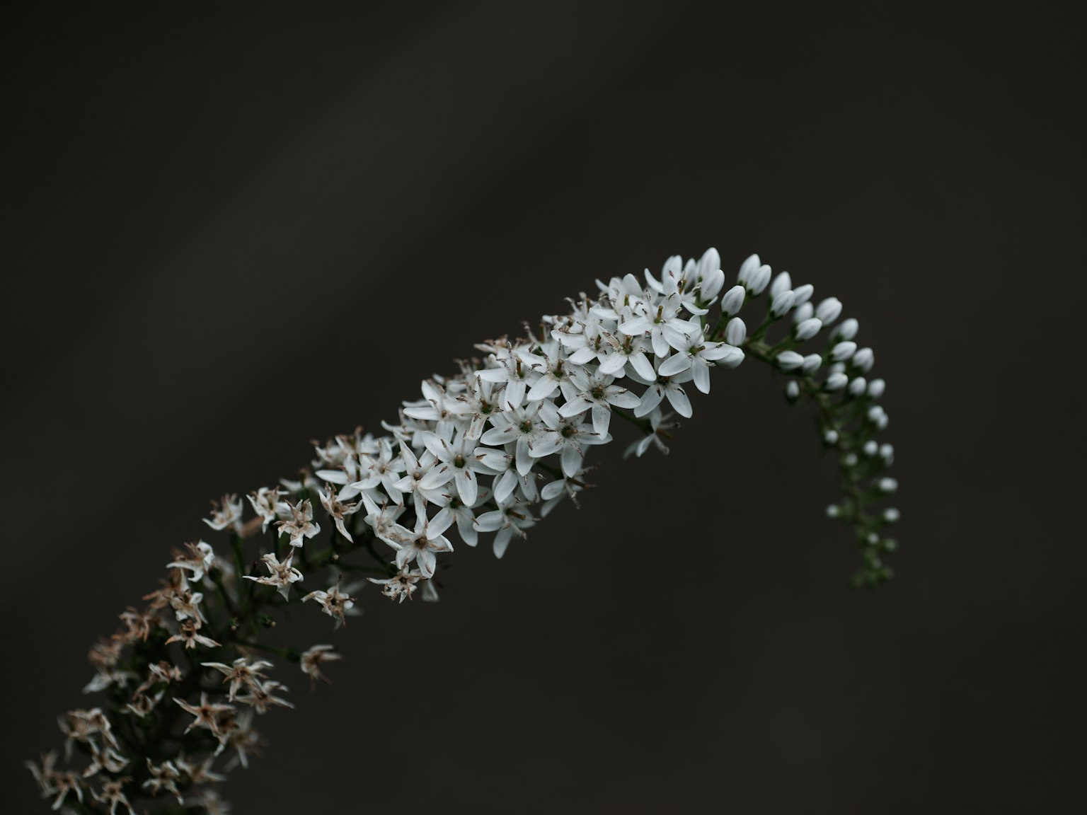 黑色背景上的白色花卉植物特写展现优雅曲线