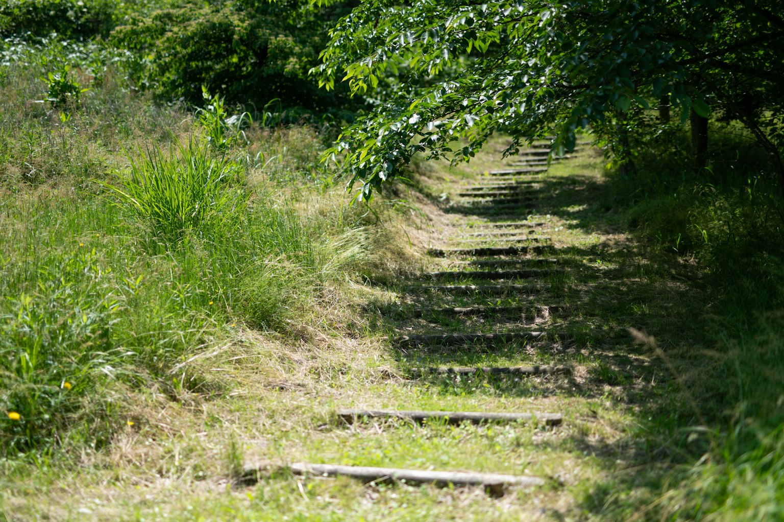 Sentiero a gradini circondato da erba verde e alberi