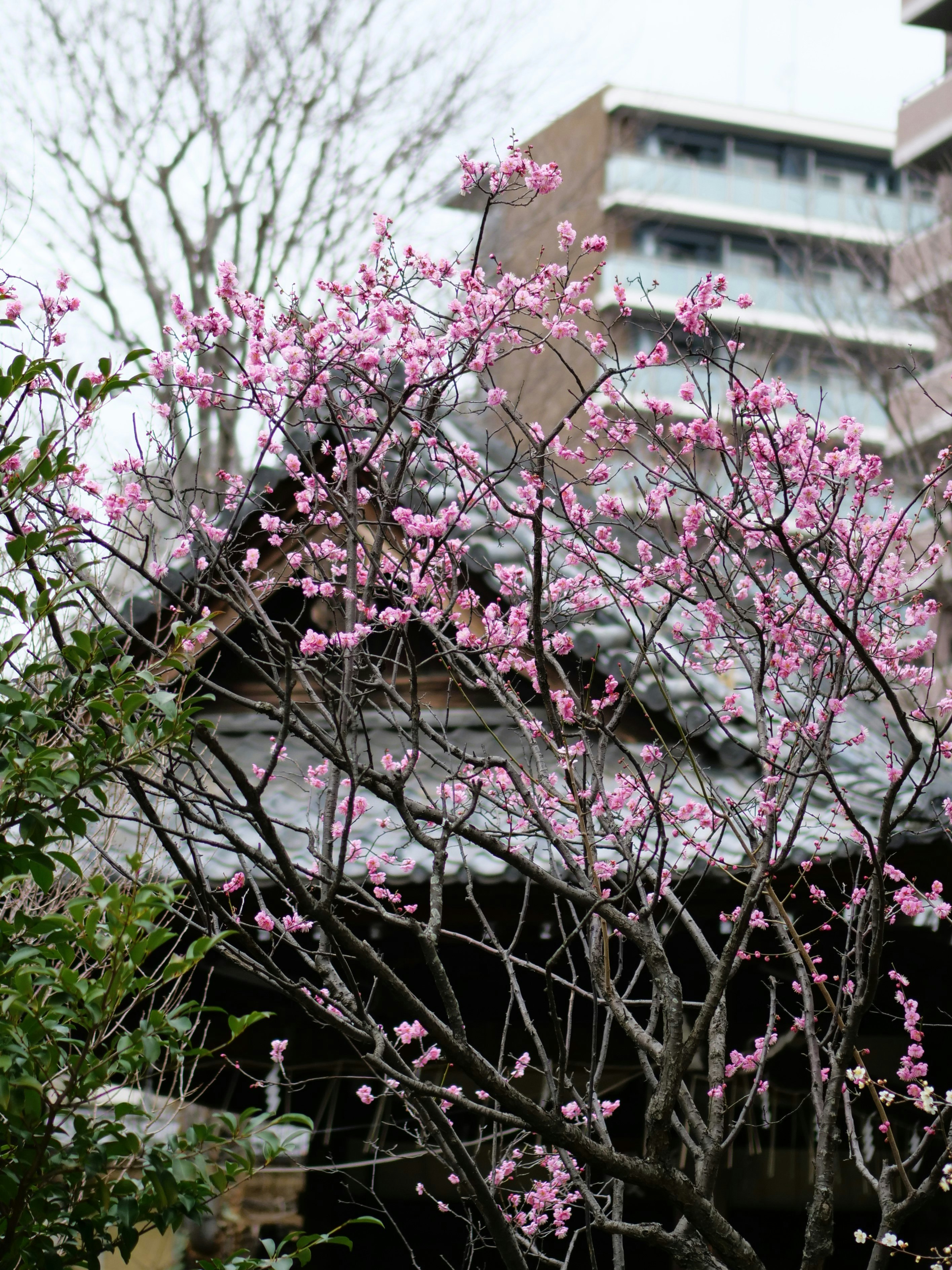 寒緋桜のピンクの花が咲く並木と建物