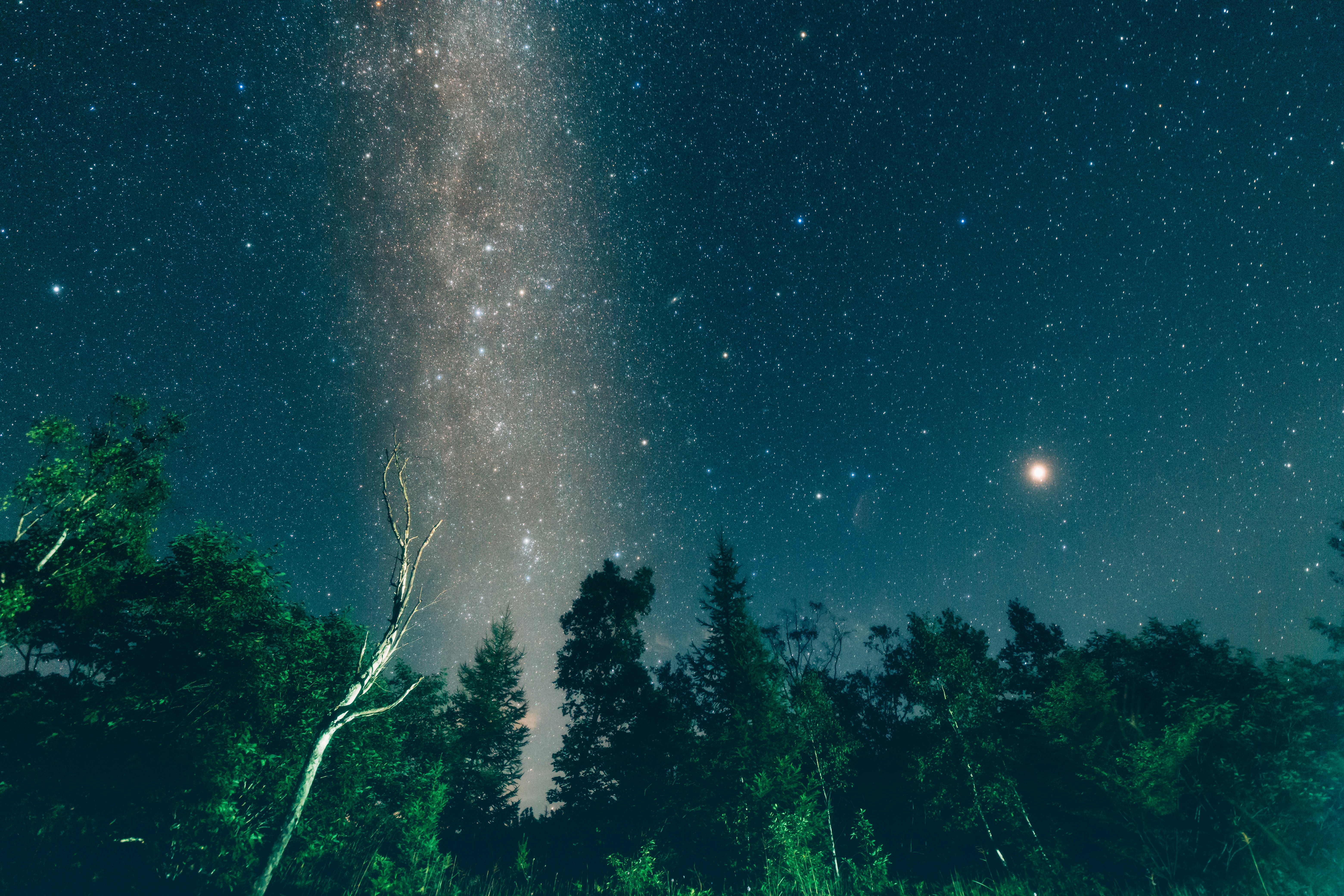 Voie lactée et étoiles au-dessus d’une silhouette de forêt