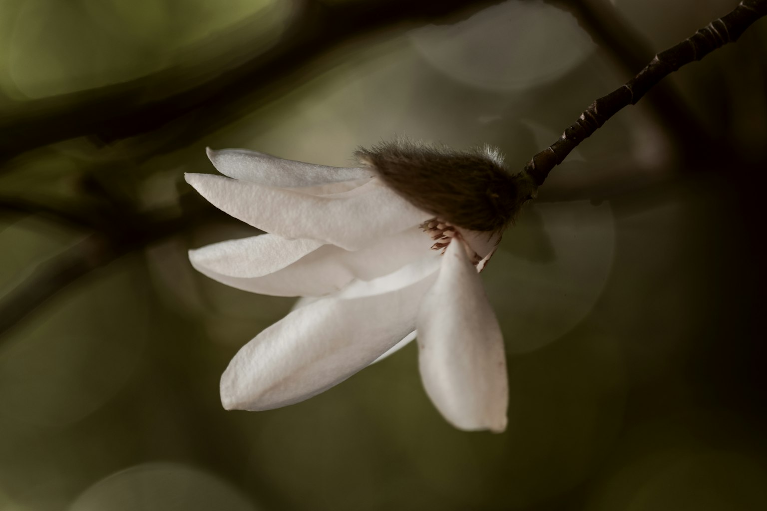 Gros plan sur une fleur blanche avec des pétales doux sur fond vert flou