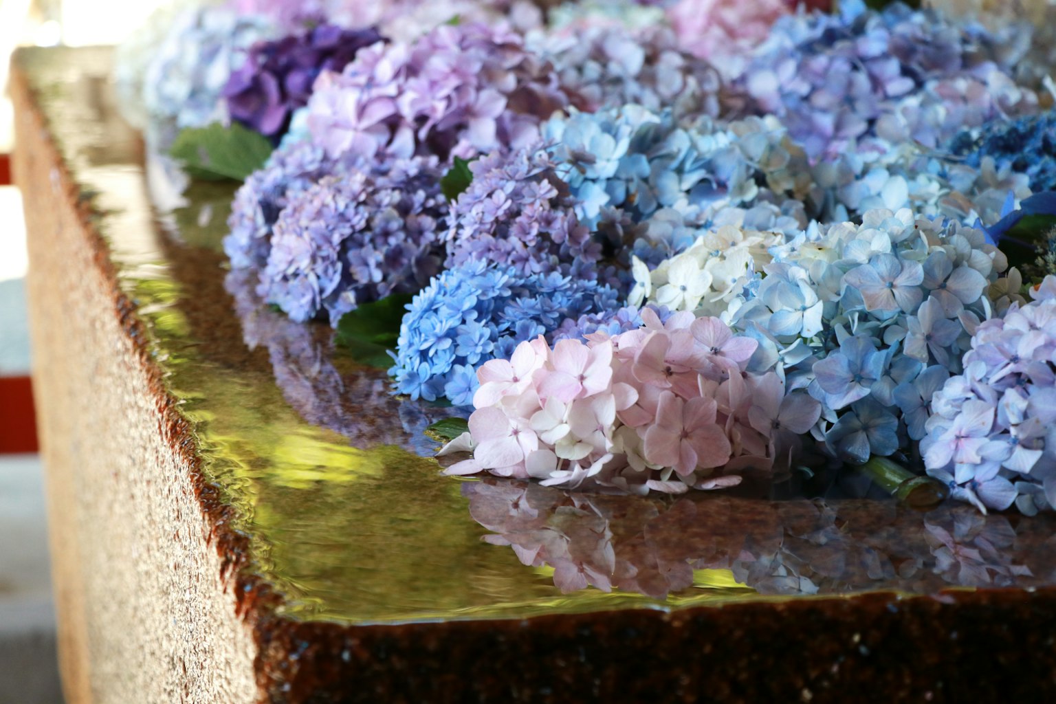 Una hermosa escena de hortensias coloridas flotando en la superficie del agua