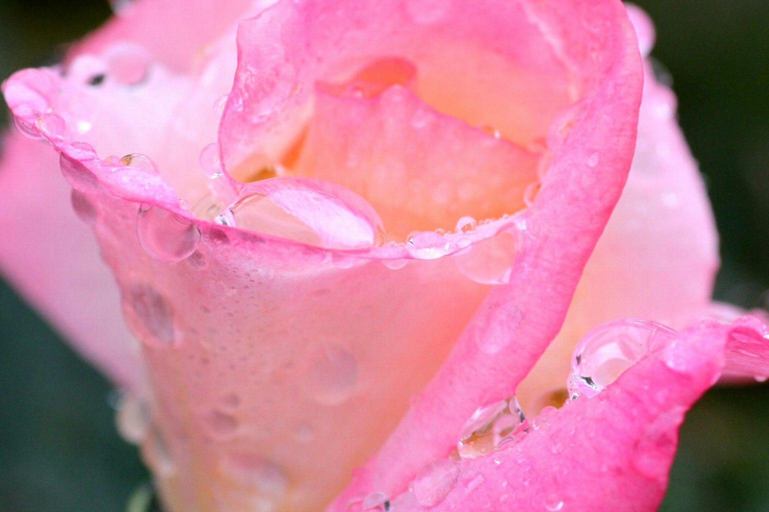 photo-5q0mmwBcwpoCe8SM7ywZ-image