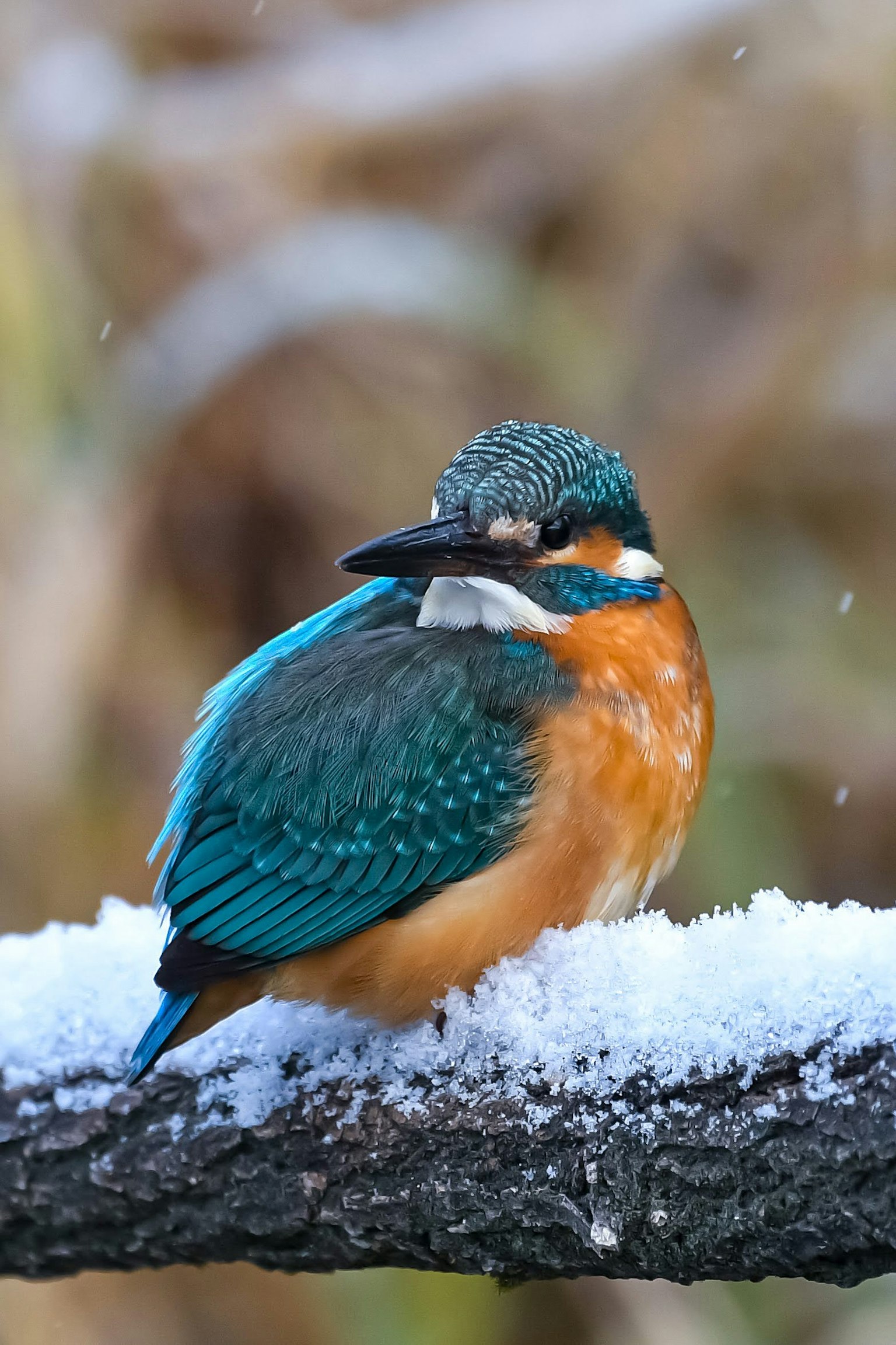 Hermoso martinete posado sobre la nieve con plumas azules y naranjas vibrantes