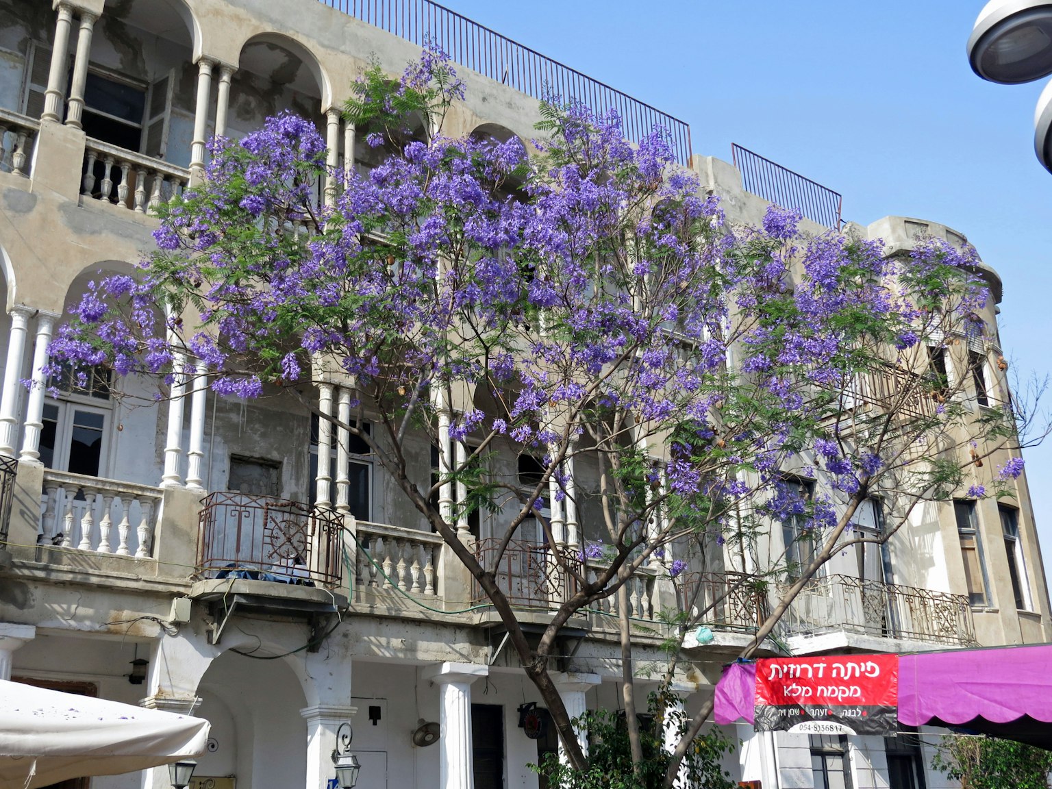 Exterior of an old building with a large tree blooming purple flowers