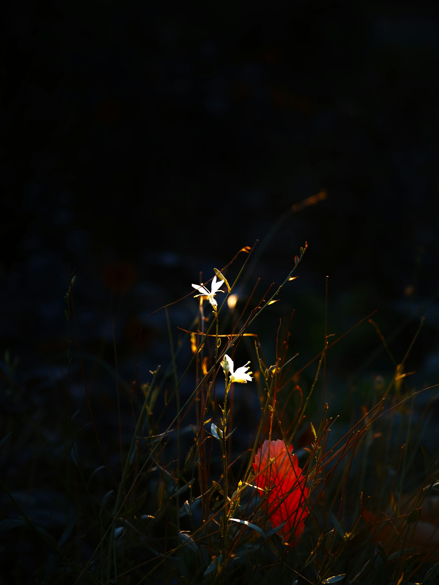 Kontrast von weißen Blumen und roten Blättern vor dunklem Hintergrund
